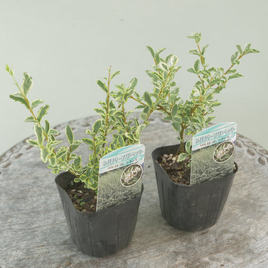 シルバープリペット　これからの季節の寄せ植えに！