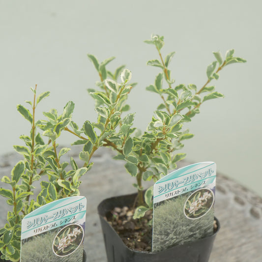 シルバープリペット　これからの季節の寄せ植えに！