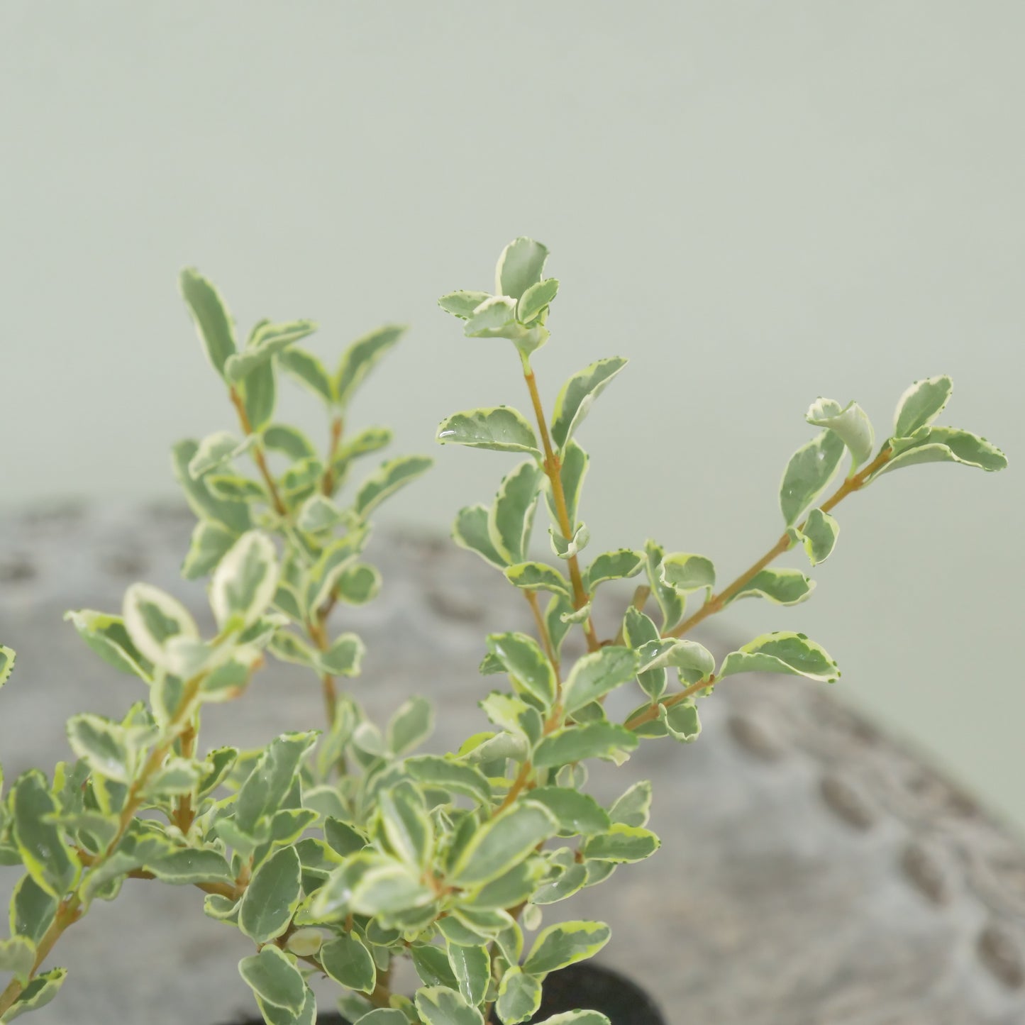 シルバープリペット　これからの季節の寄せ植えに！