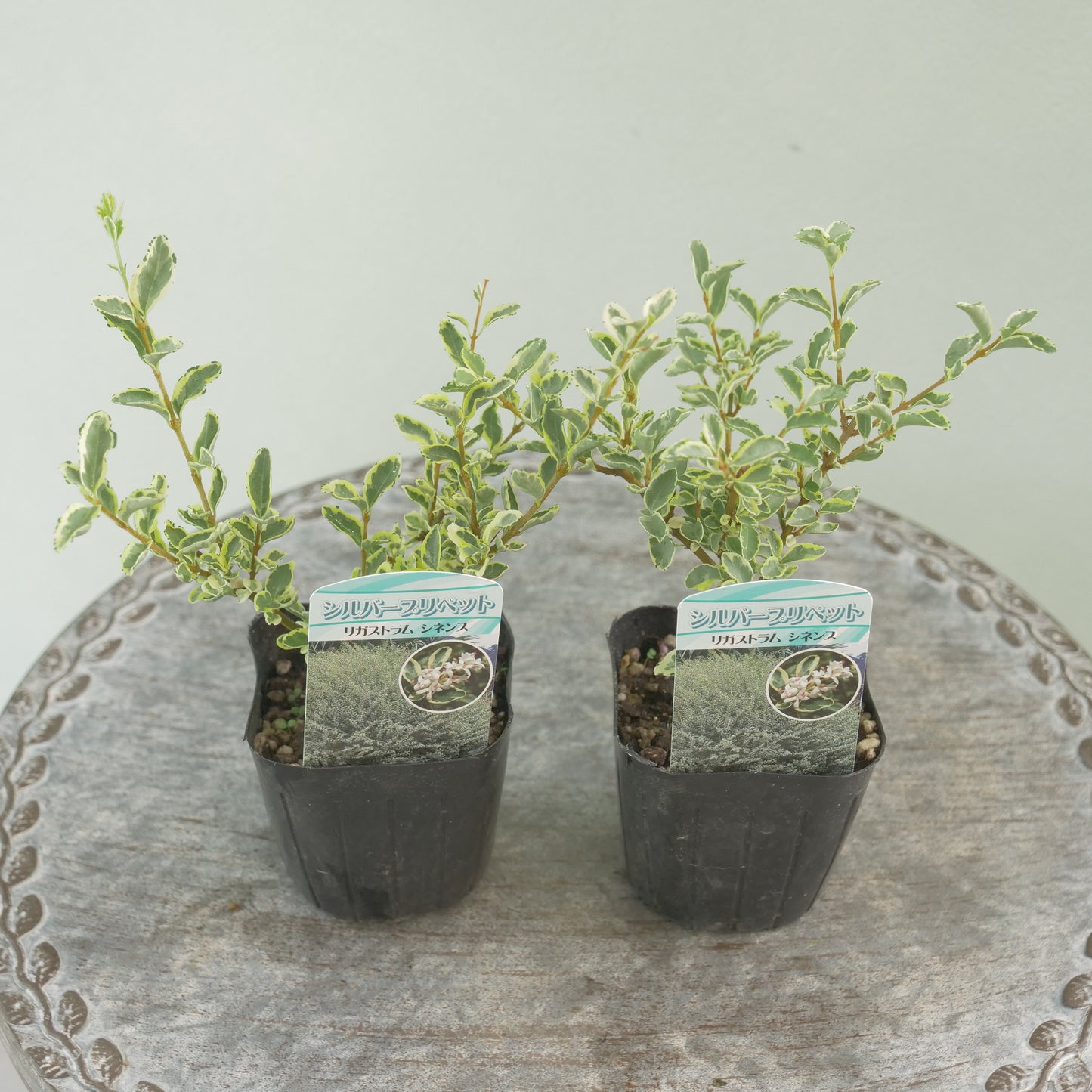 シルバープリペット　これからの季節の寄せ植えに！