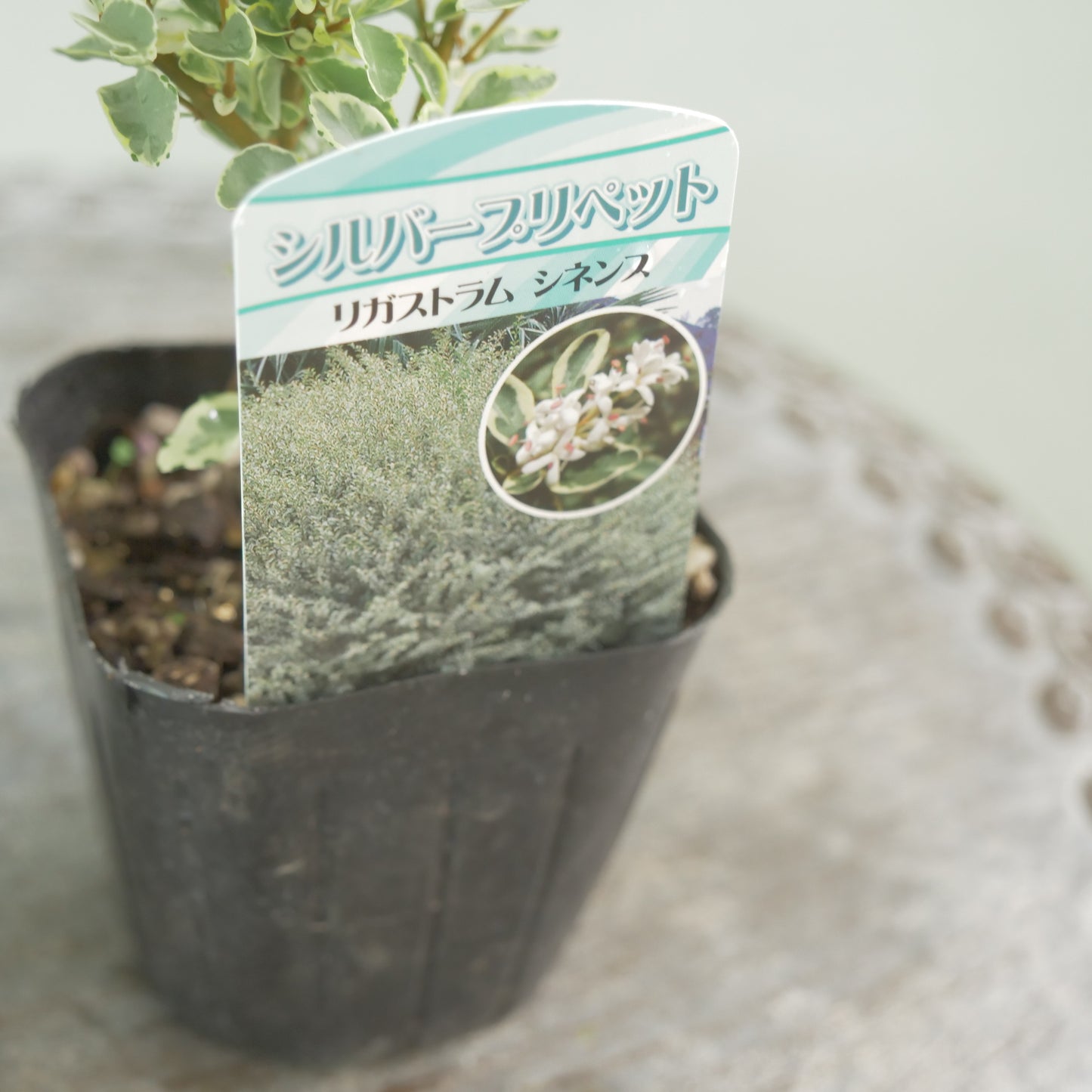 シルバープリペット　これからの季節の寄せ植えに！