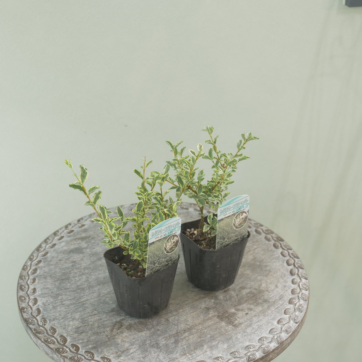 シルバープリペット　これからの季節の寄せ植えに！