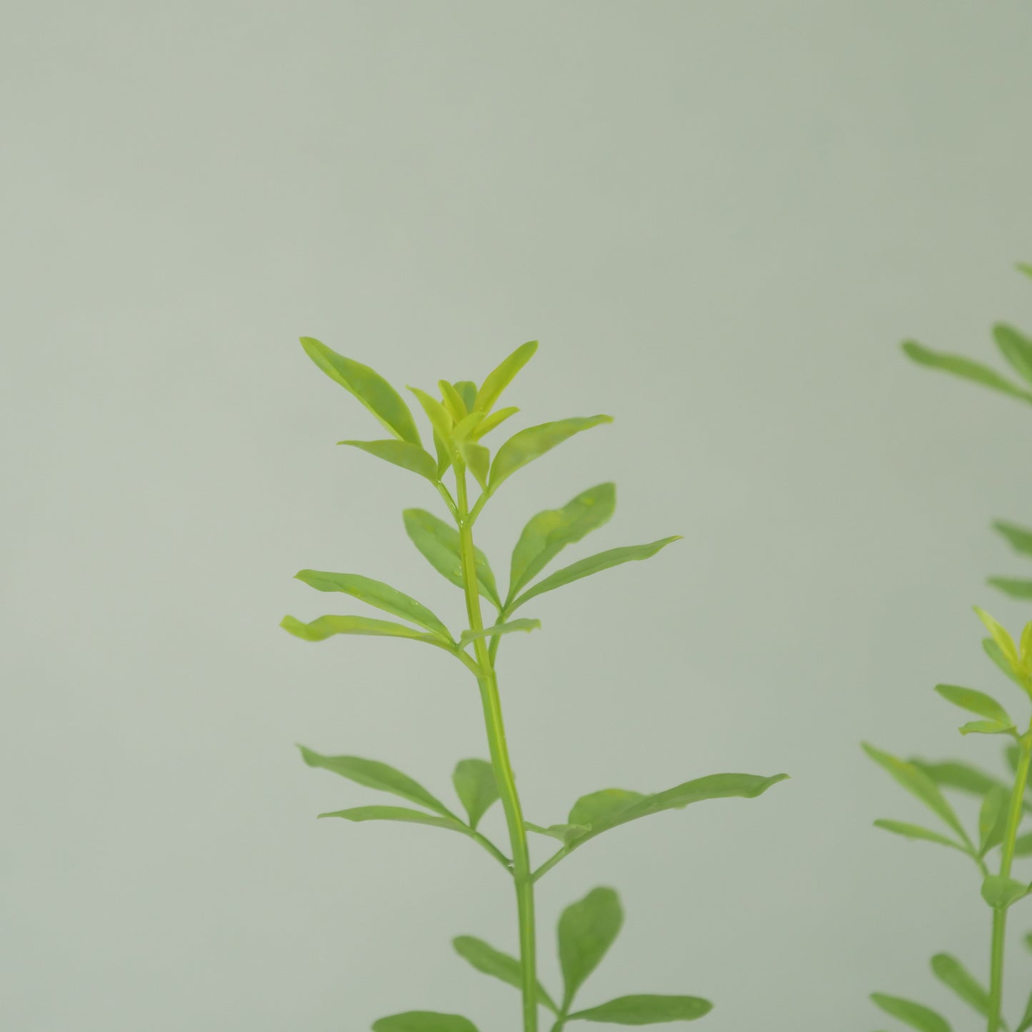プリムローズジャスミン　2～3株植え