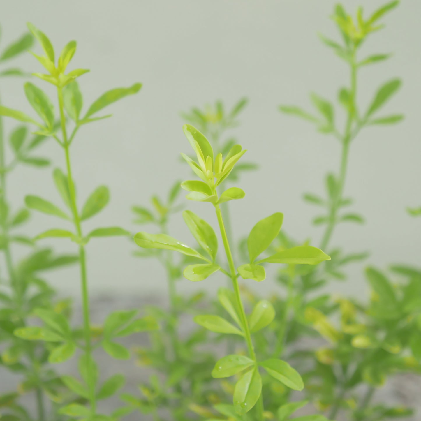 プリムローズジャスミン　2～3株植え