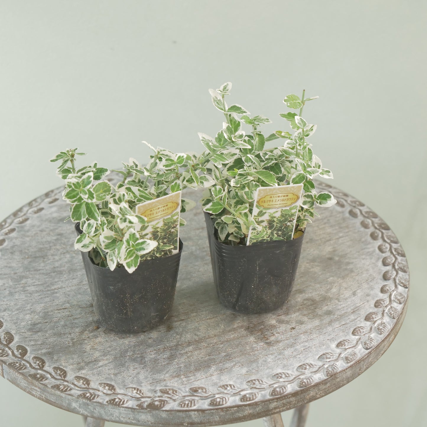 寄せ植えに！強いリーフ。ツルマサキエメラルドガウディ