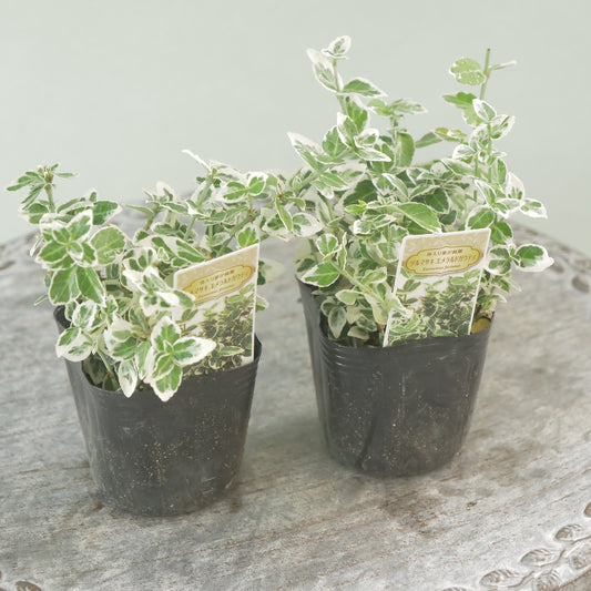 寄せ植えに!強いリーフ。ツルマサキエメラルドガウディ