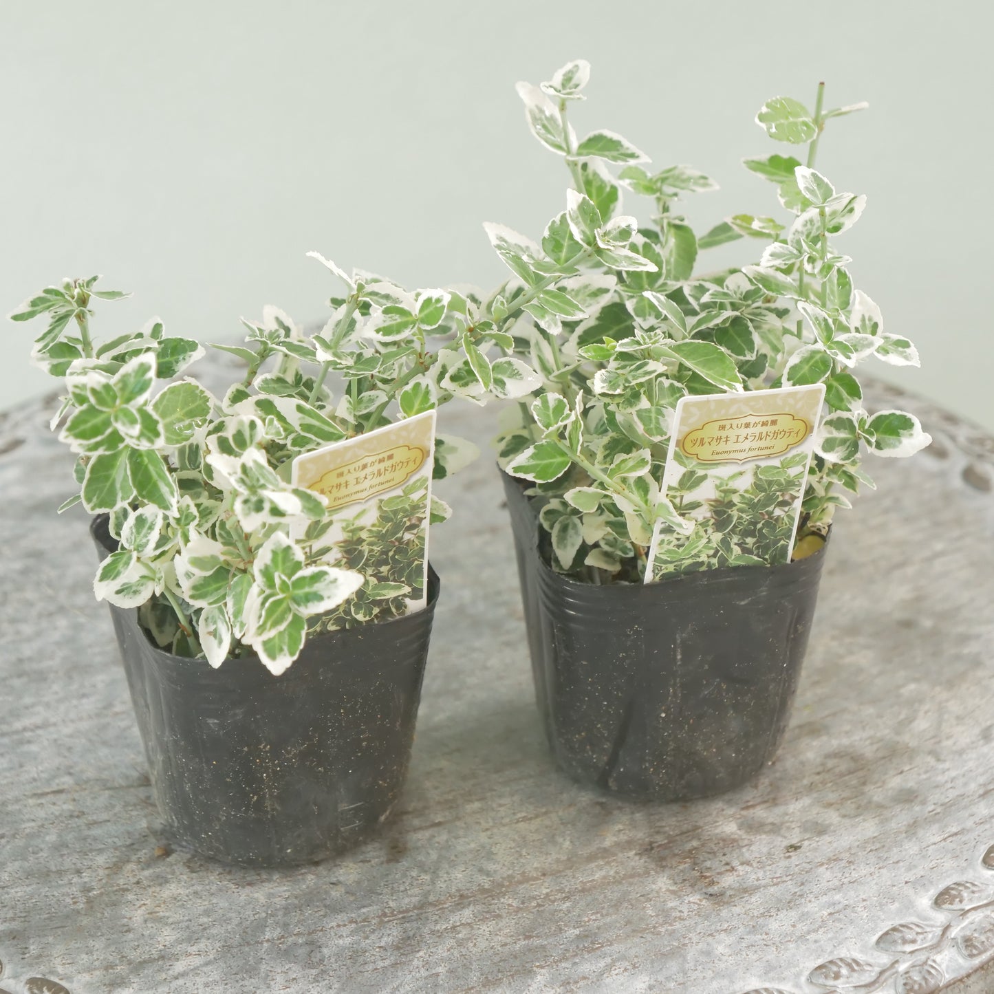 寄せ植えに！強いリーフ。ツルマサキエメラルドガウディ
