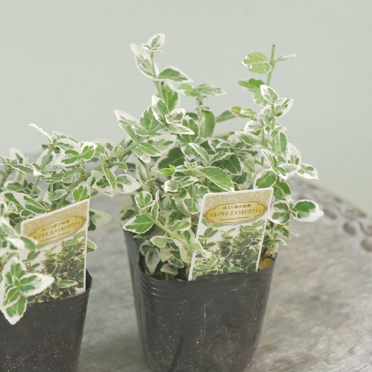 寄せ植えに！強いリーフ。ツルマサキエメラルドガウディ