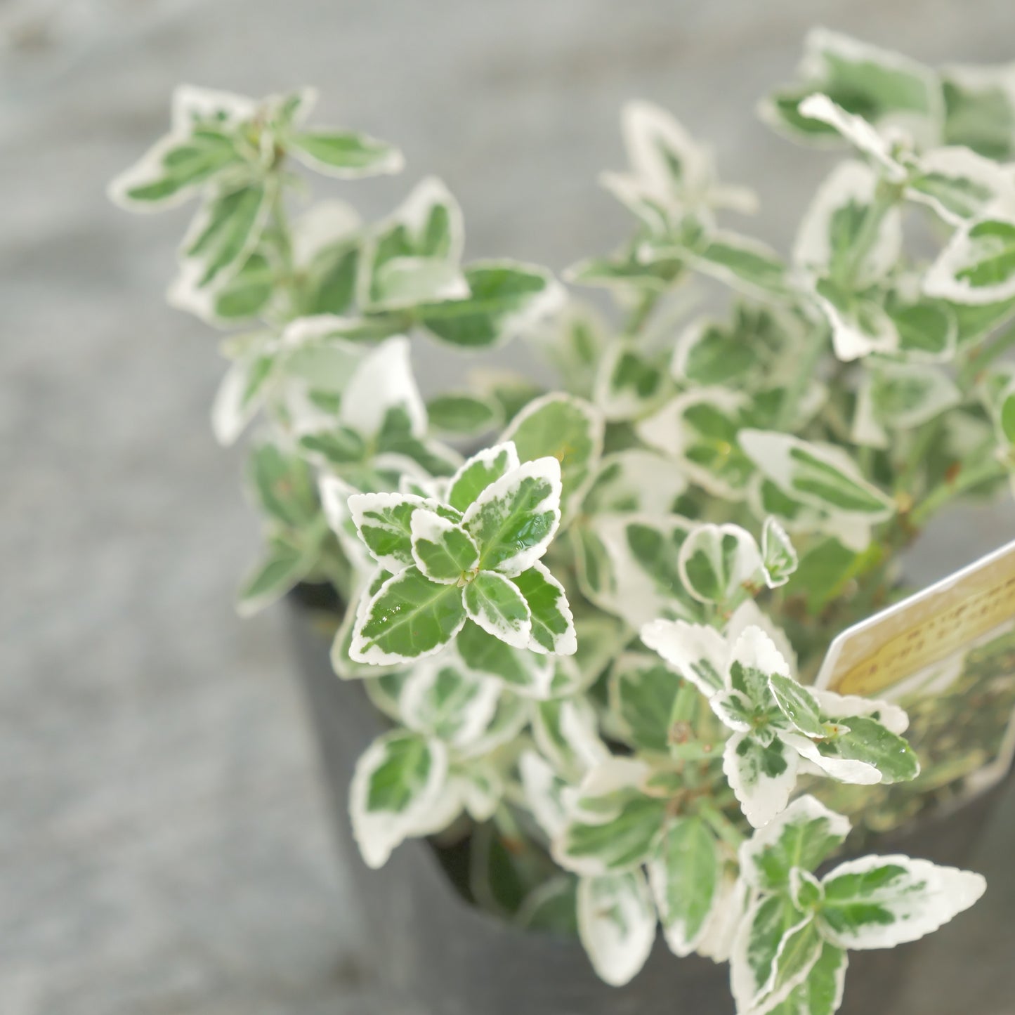 寄せ植えに！強いリーフ。ツルマサキエメラルドガウディ