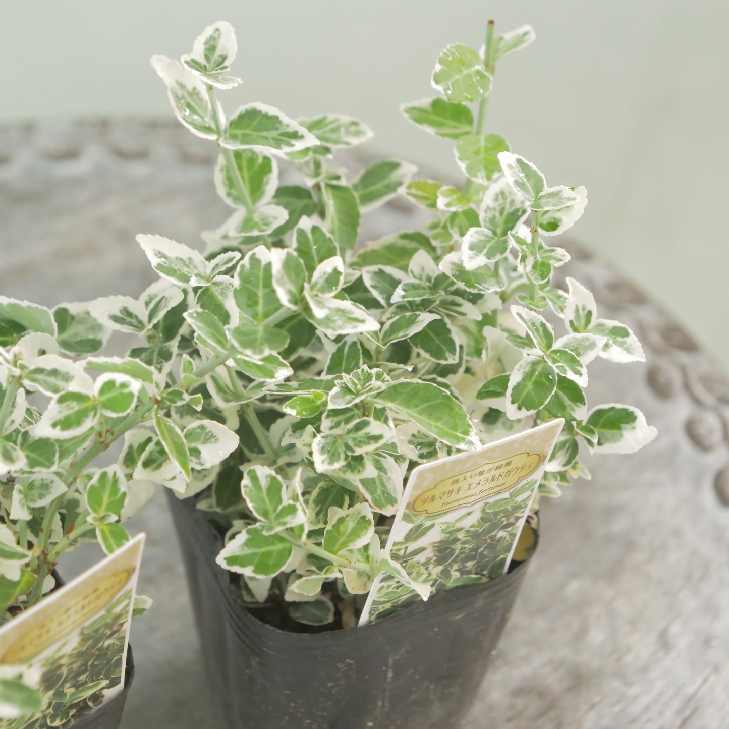 寄せ植えに！強いリーフ。ツルマサキエメラルドガウディ