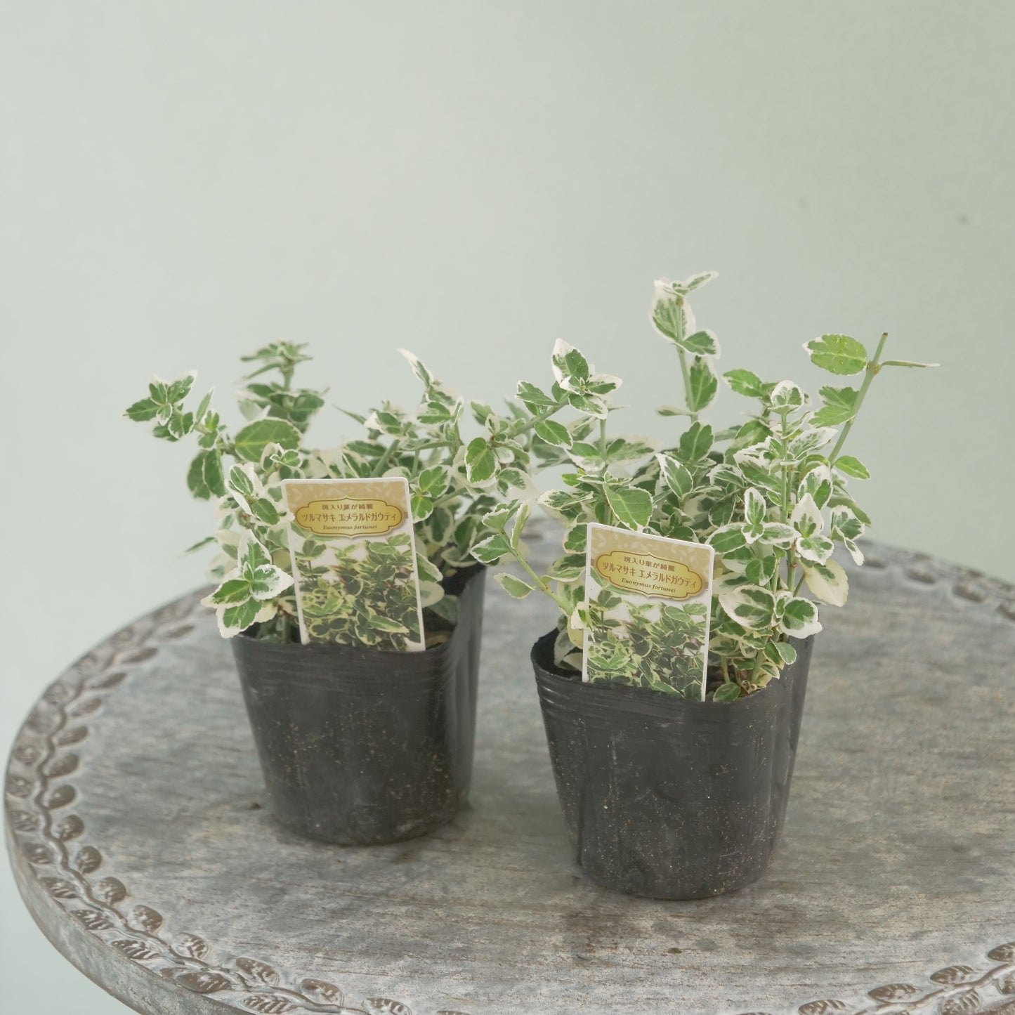 寄せ植えに！強いリーフ。ツルマサキエメラルドガウディ