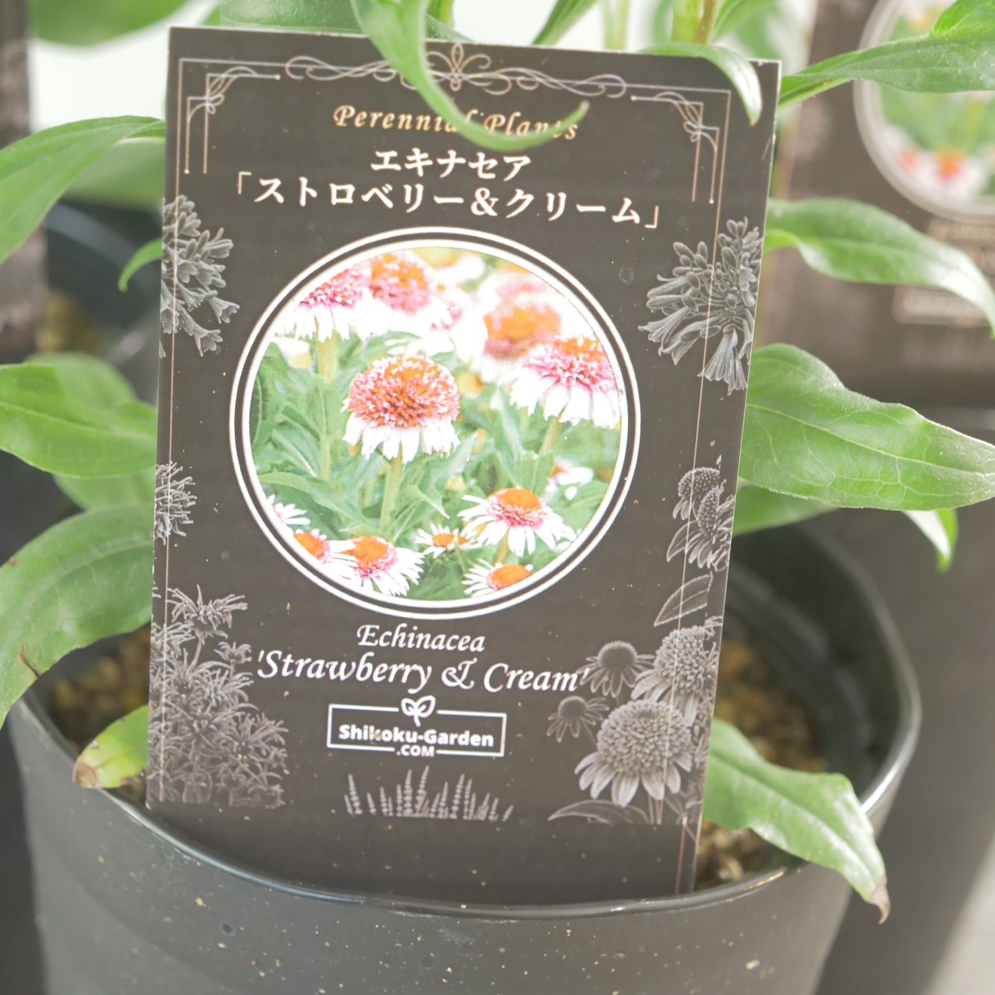 暑さに強い宿根草シリーズ　エキナセア【ストロベリー＆クリーム】4.5寸ロングポット