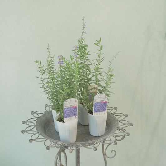 花越セレクション。ペロフスキア　コンパクト　ブルーゼット(ロシアンセージ）　2株植え