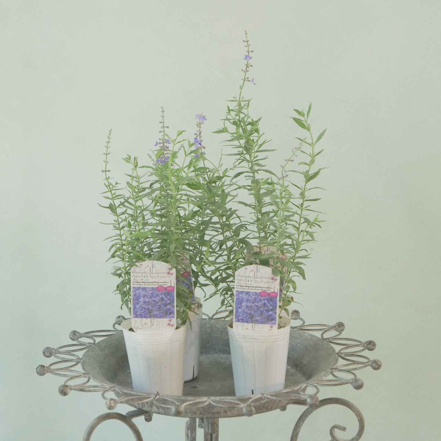 花越セレクション。ペロフスキア　コンパクト　ブルーゼット(ロシアンセージ）　2株植え