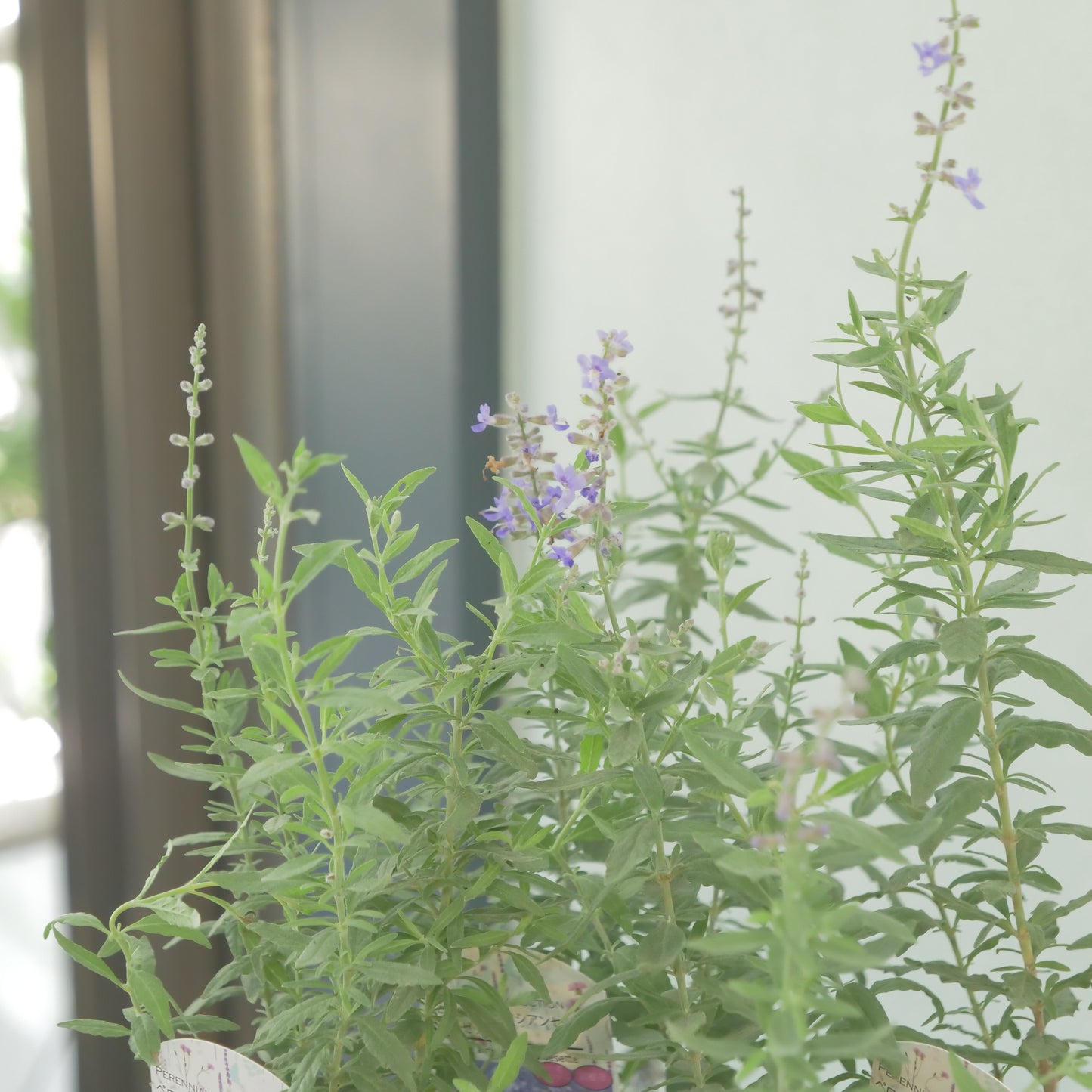 花越セレクション。ペロフスキア　コンパクト　ブルーゼット(ロシアンセージ）　2株植え