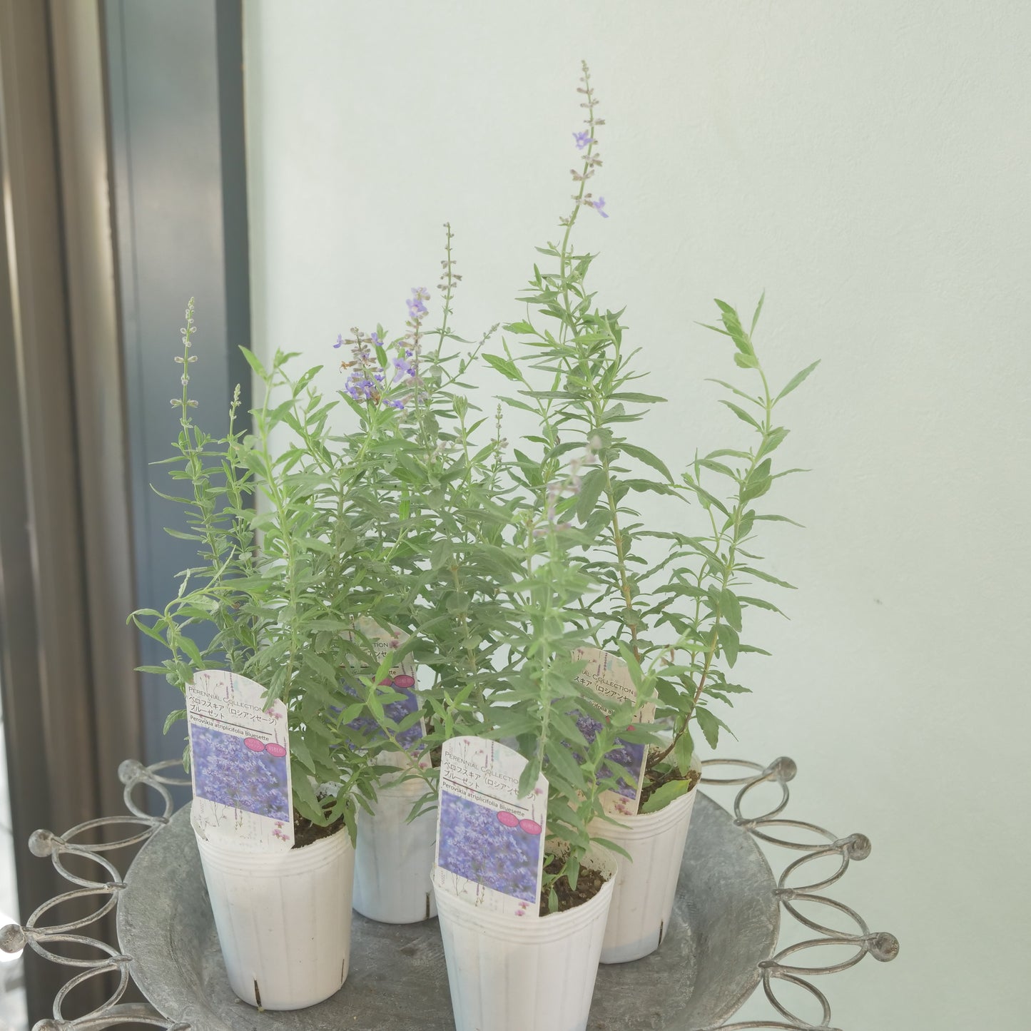 花越セレクション。ペロフスキア　コンパクト　ブルーゼット(ロシアンセージ）　2株植え