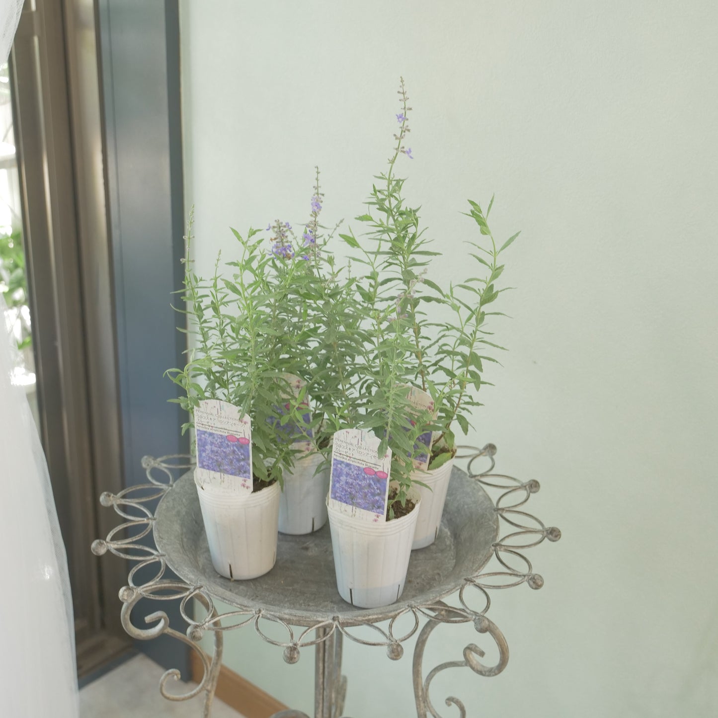 花越セレクション。ペロフスキア　コンパクト　ブルーゼット(ロシアンセージ）　2株植え
