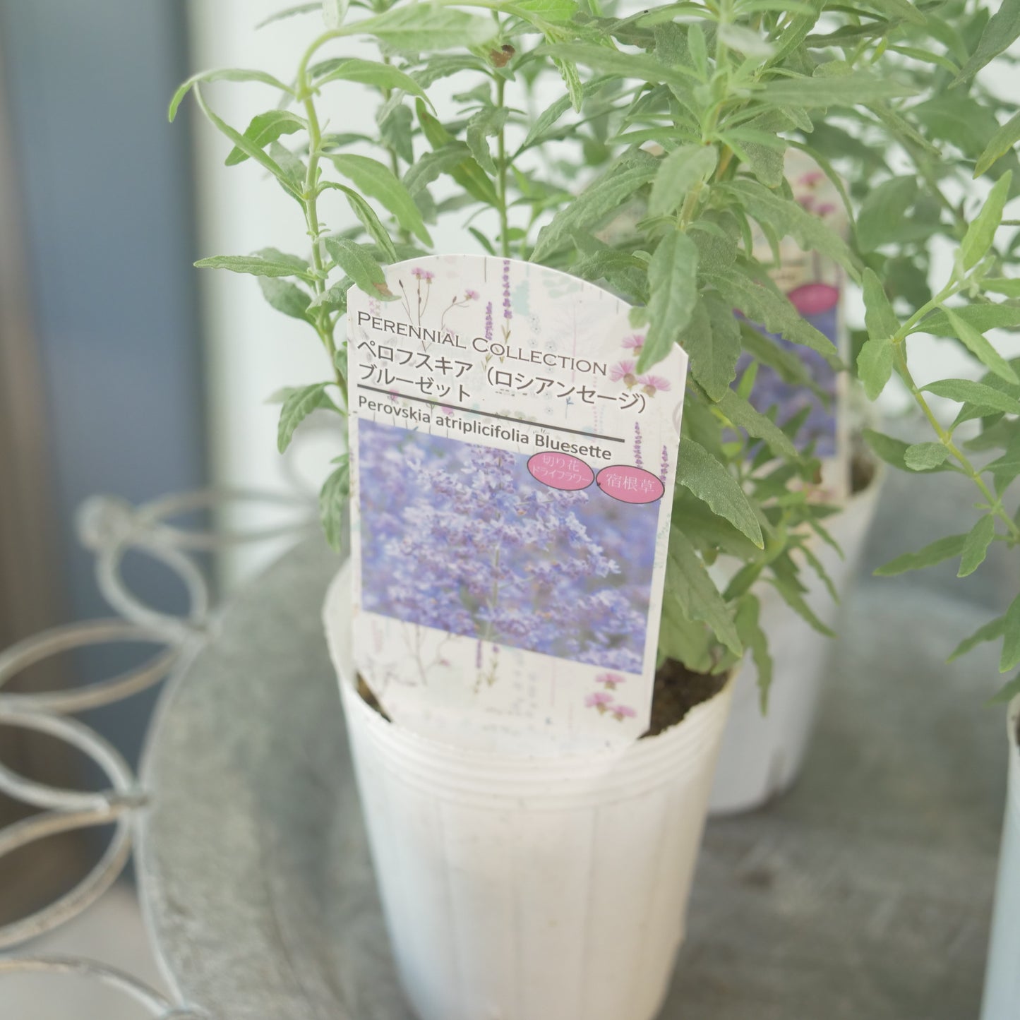 花越セレクション。ペロフスキア　コンパクト　ブルーゼット(ロシアンセージ）　2株植え