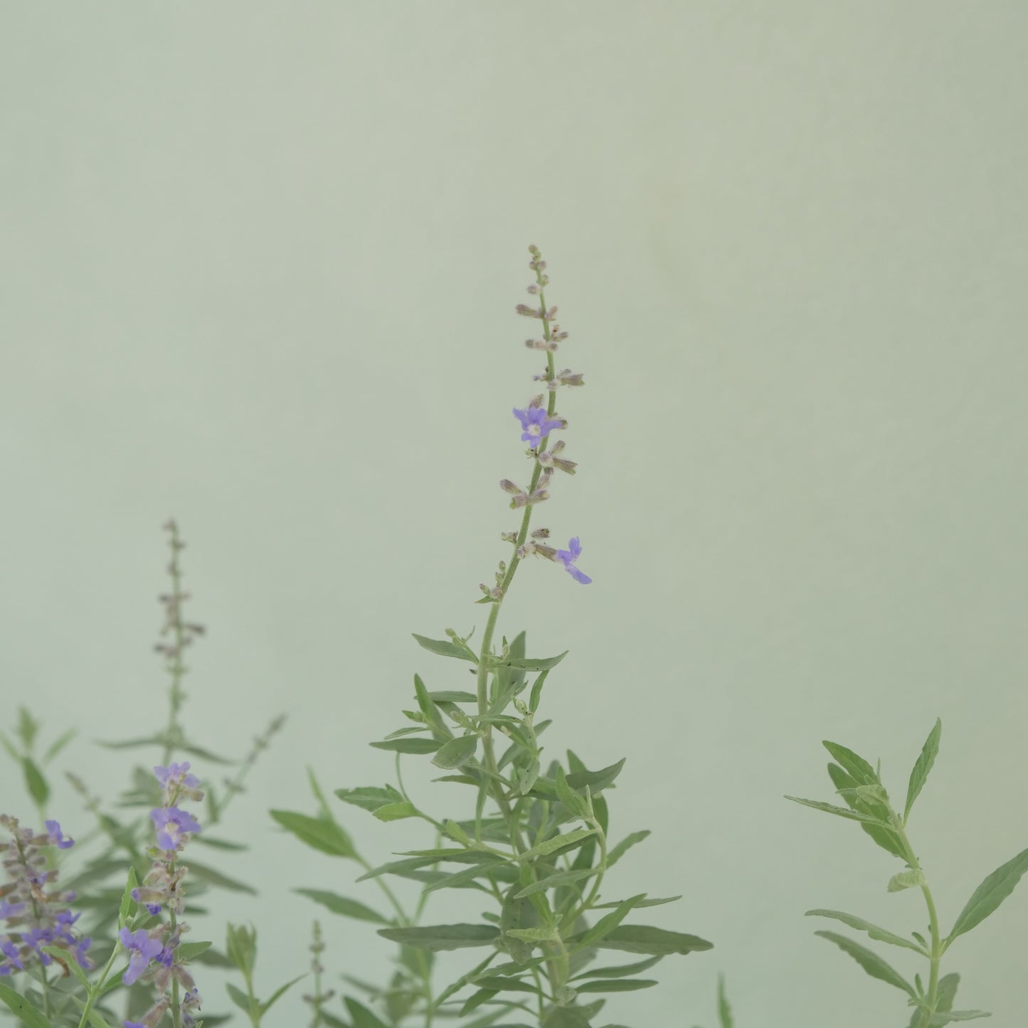 花越セレクション。ペロフスキア　コンパクト　ブルーゼット(ロシアンセージ）　2株植え