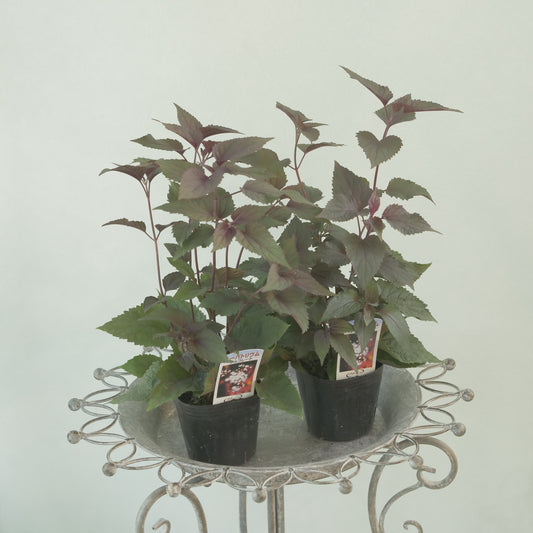 寄せ植えや、花壇に。 ユーパトリウム チョコレート 3~4株植え。