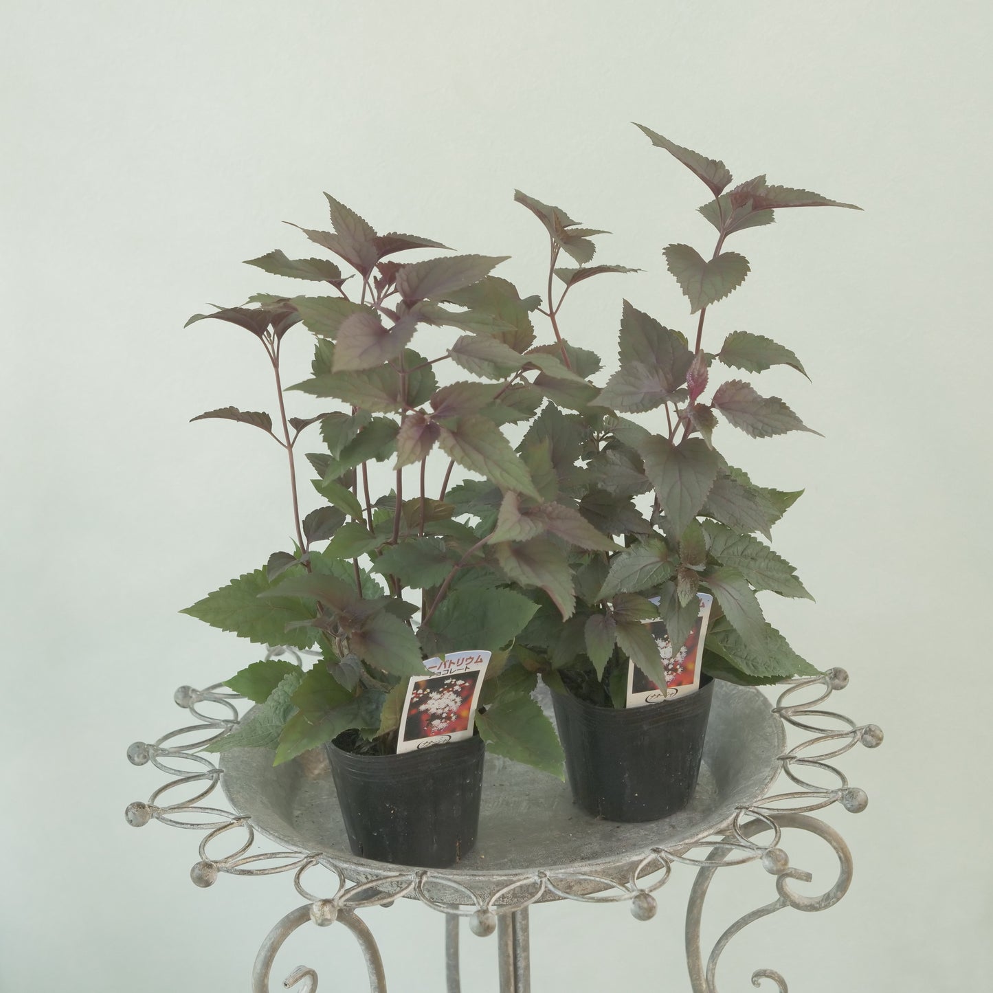 寄せ植えや、花壇に。　ユーパトリウム　チョコレート 3～4株植え。