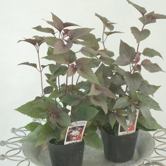 寄せ植えや、花壇に。 ユーパトリウム チョコレート 3~4株植え。