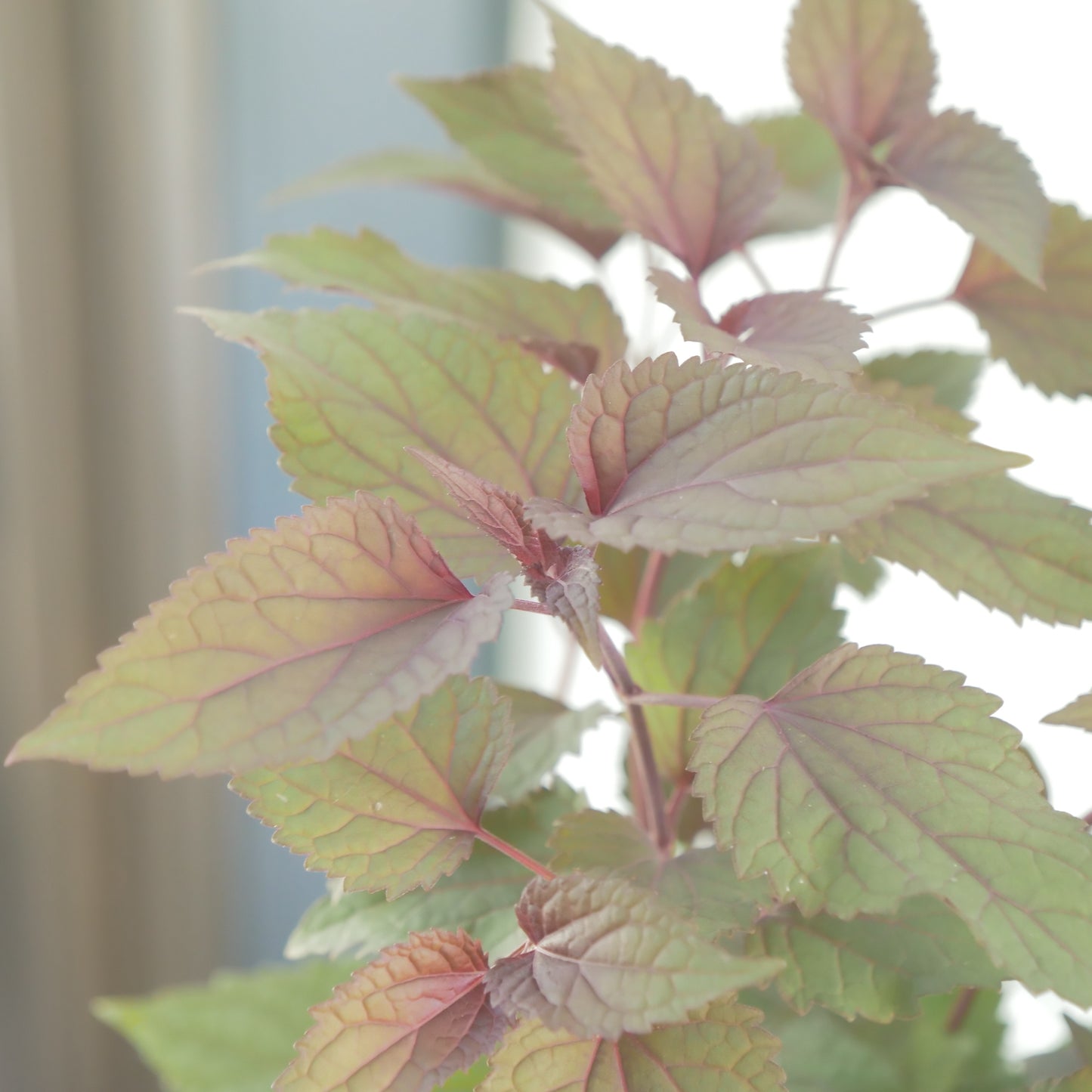 寄せ植えや、花壇に。　ユーパトリウム　チョコレート 3～4株植え。