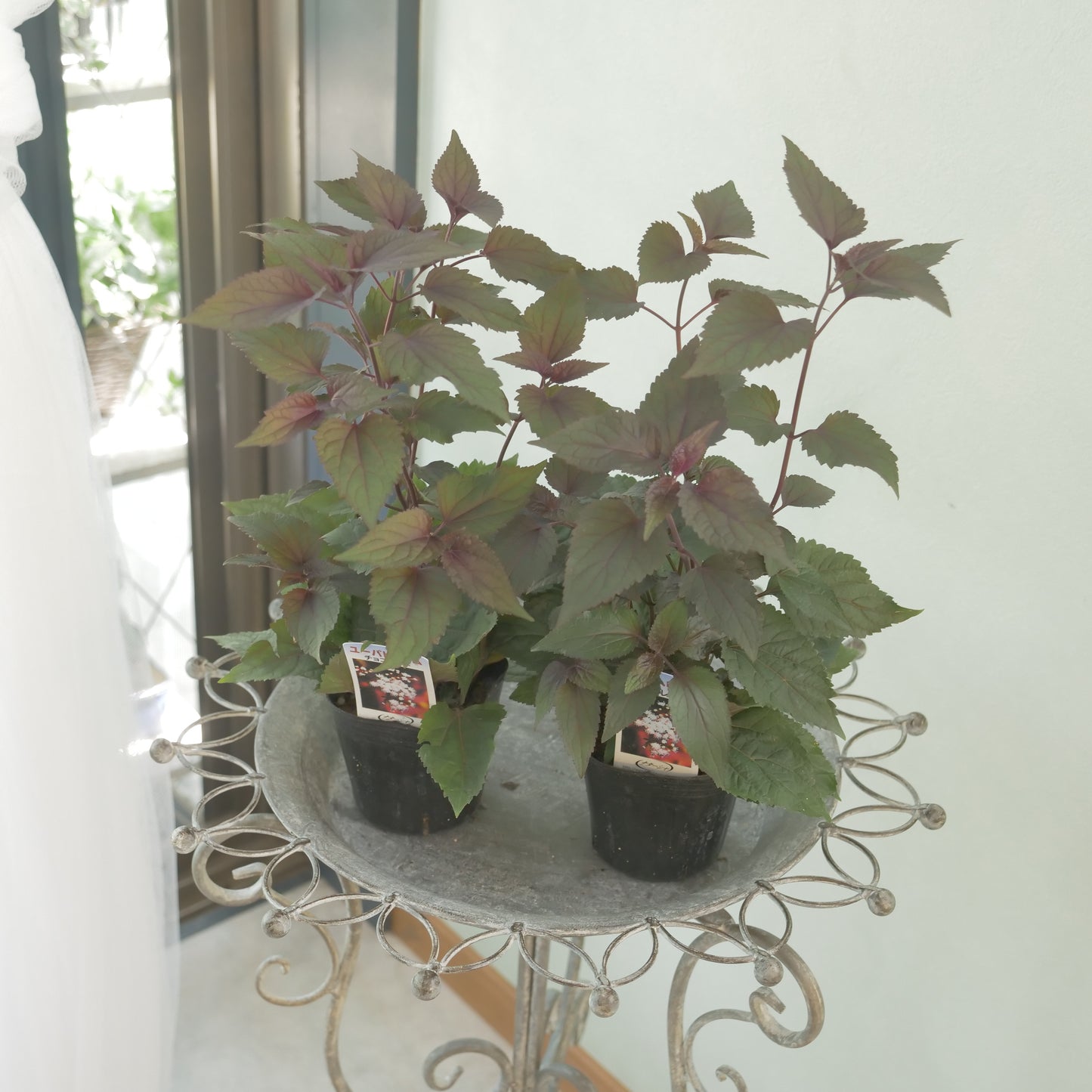 寄せ植えや、花壇に。　ユーパトリウム　チョコレート 3～4株植え。