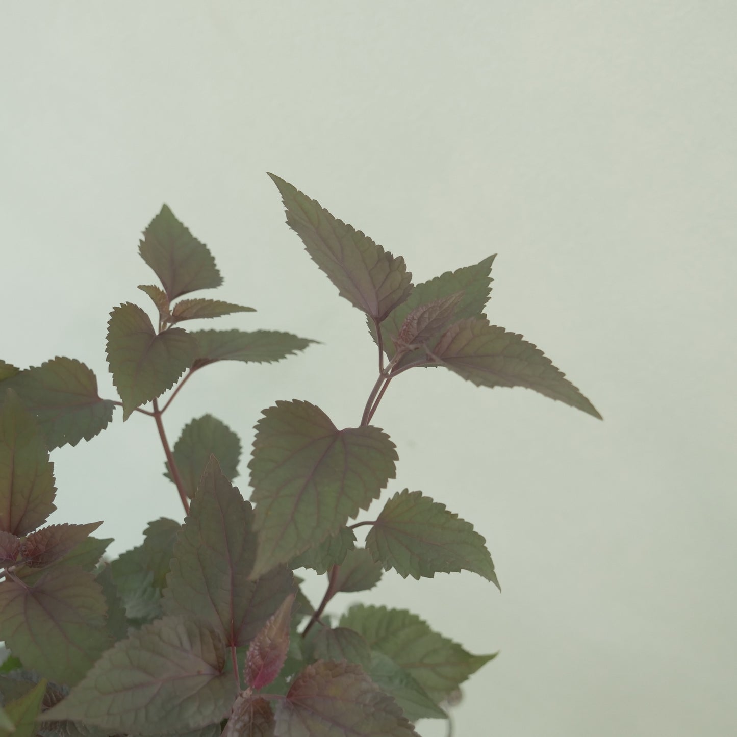 寄せ植えや、花壇に。　ユーパトリウム　チョコレート 3～4株植え。