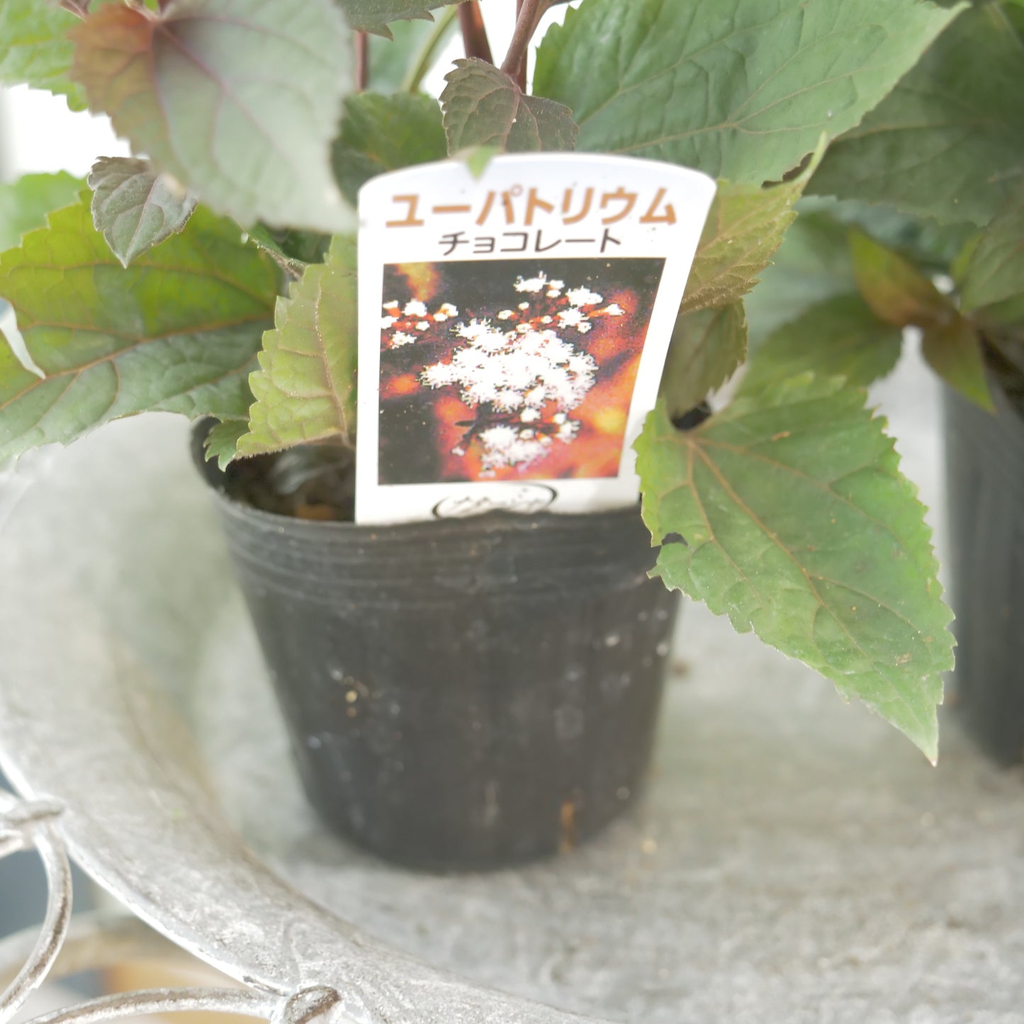 寄せ植えや、花壇に。　ユーパトリウム　チョコレート 3～4株植え。