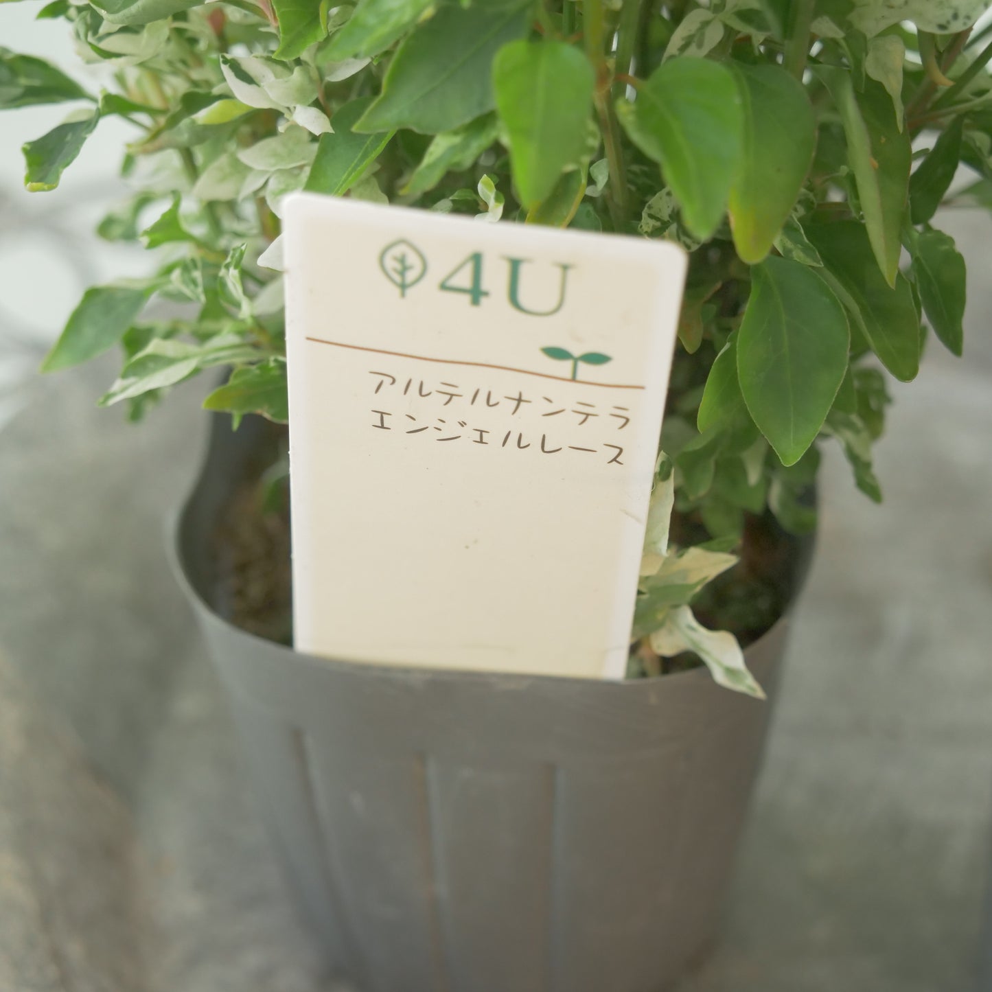 暑さに強い綺麗なカラーリーフ。アルテルナンテラ【エンジェルレース】