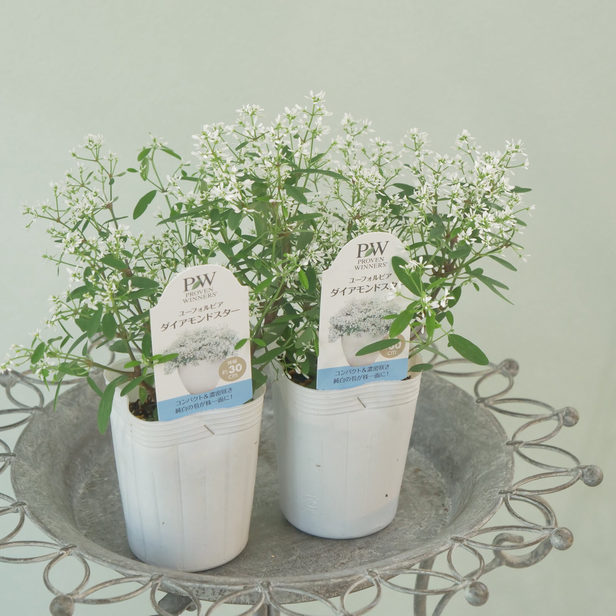 新着商品 – flower magic