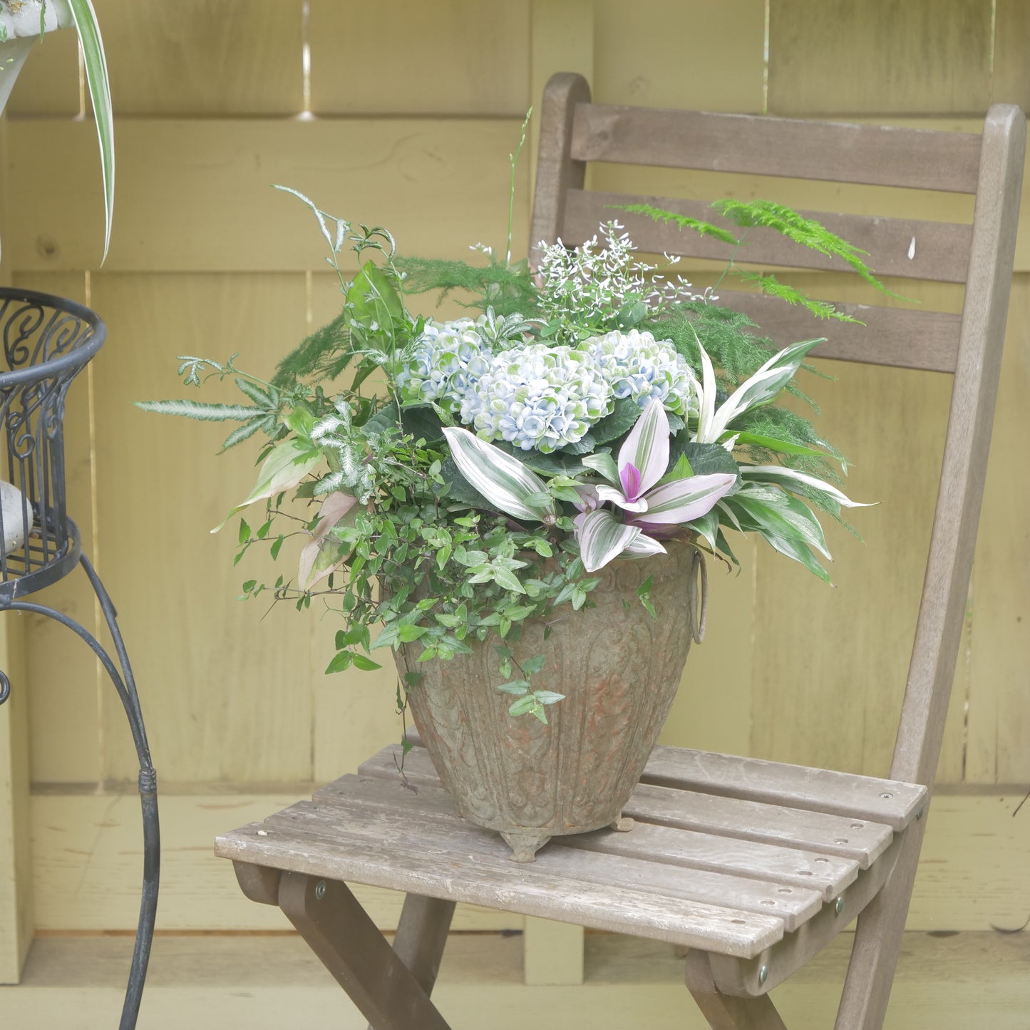あじさい【マジカルレボリューション】と観葉植物の寄せ植え　長持ちします。　