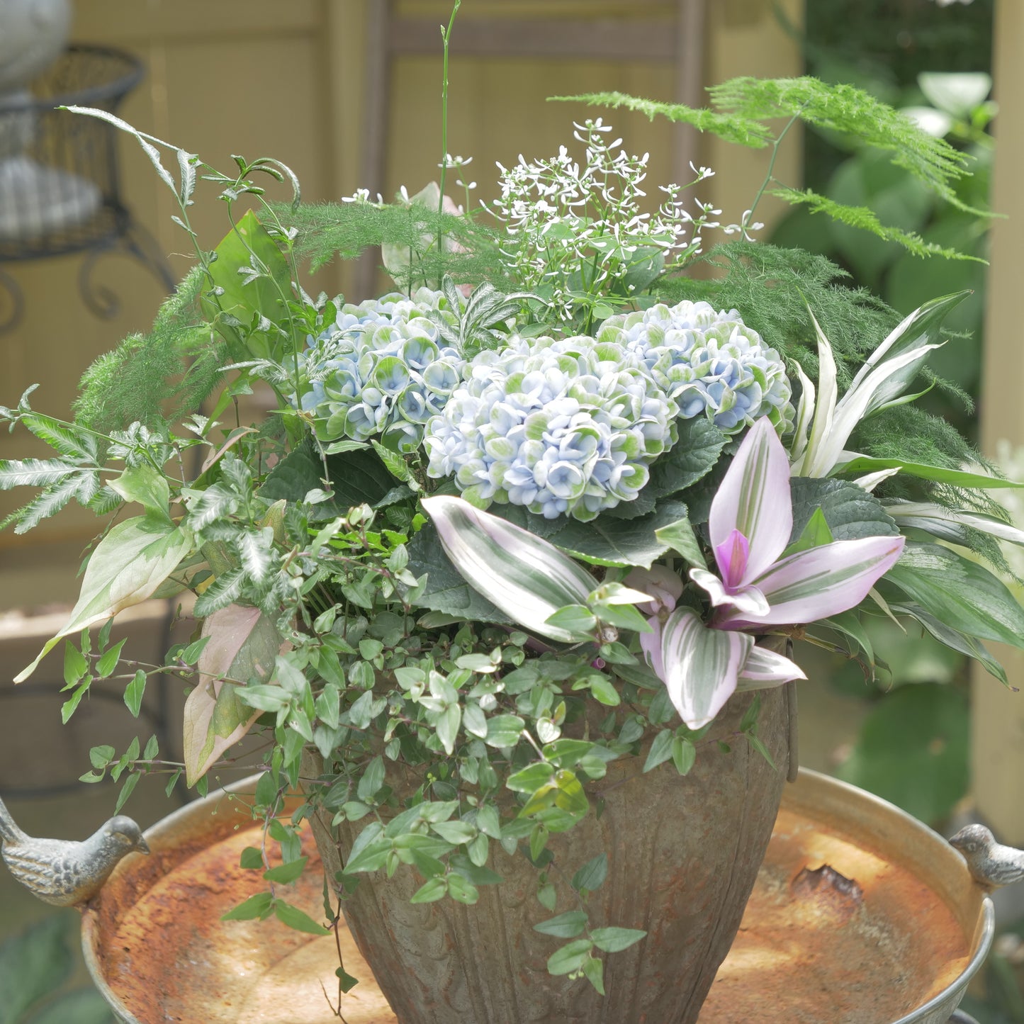 あじさい【マジカルレボリューション】と観葉植物の寄せ植え　長持ちします。　