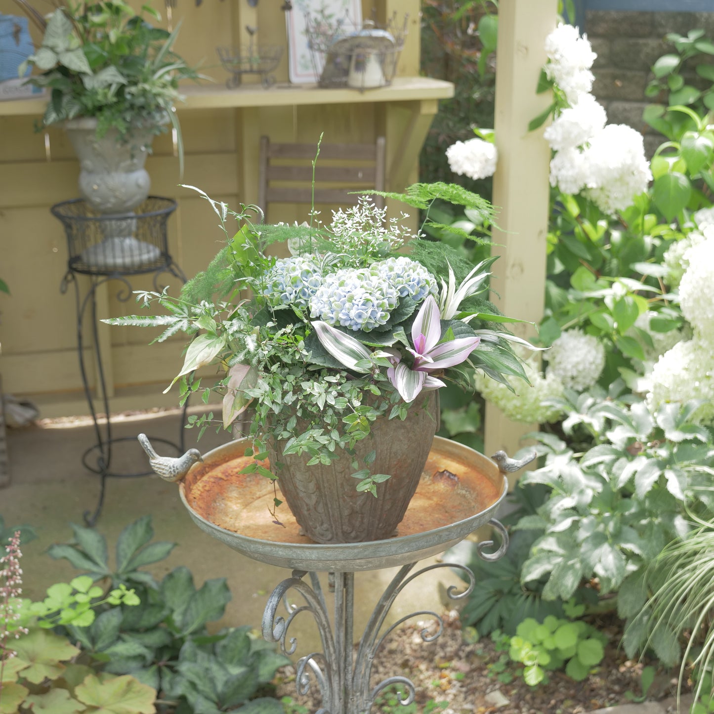 あじさい【マジカルレボリューション】と観葉植物の寄せ植え　長持ちします。　