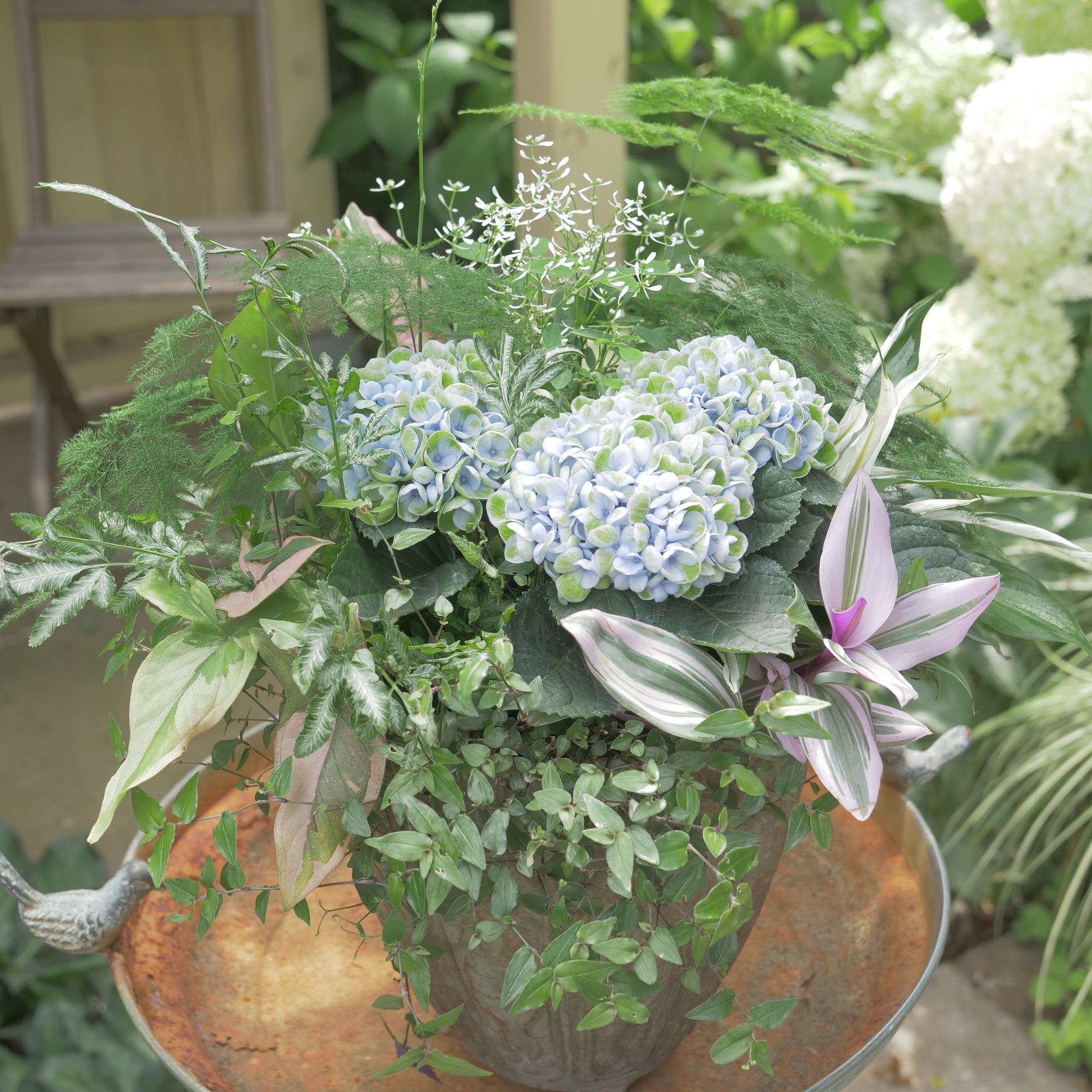 寄せ植え＋あじさいマジカルレボリューション あじさい【マジカルレボリューション】と観葉植物の寄せ植え 長持ちし