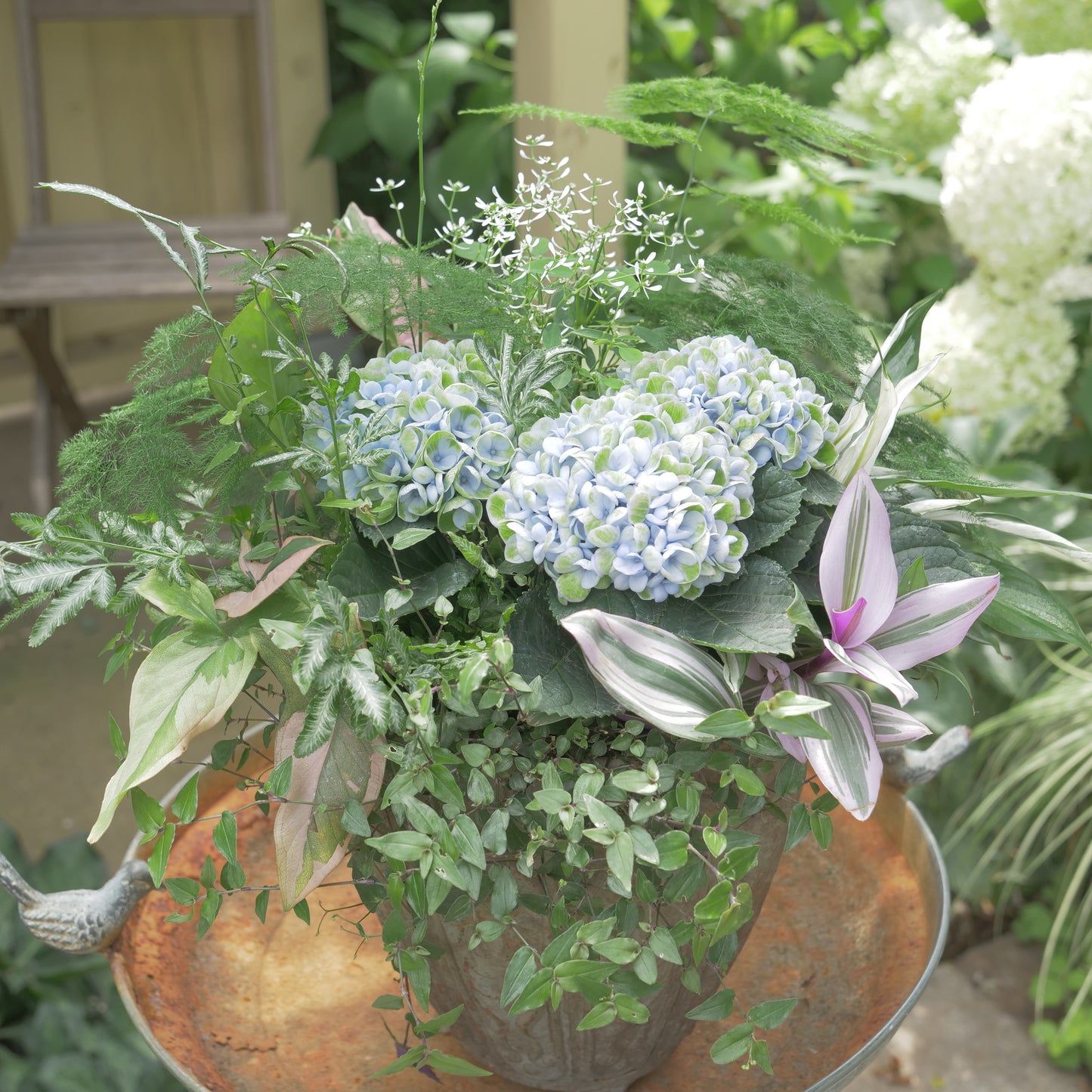 あじさい【マジカルレボリューション】と観葉植物の寄せ植え　長持ちします。　