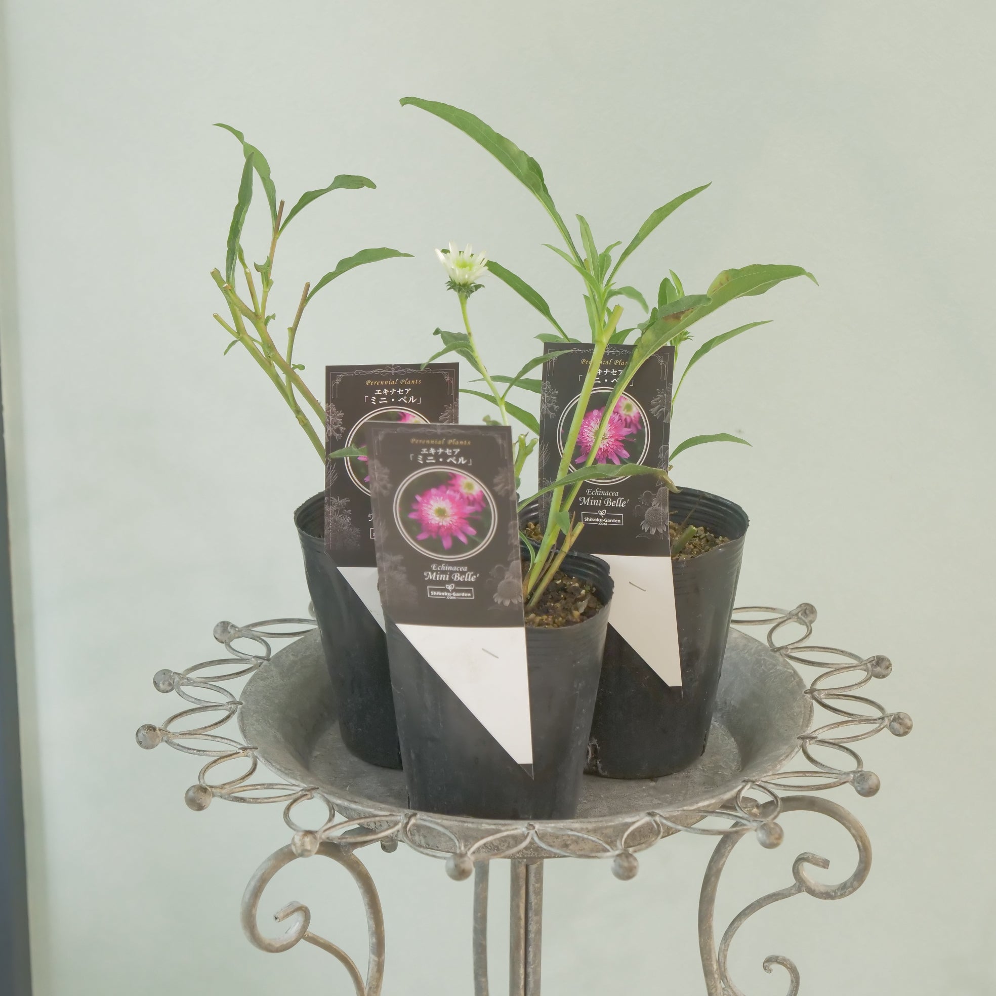 新着商品 – flower magic