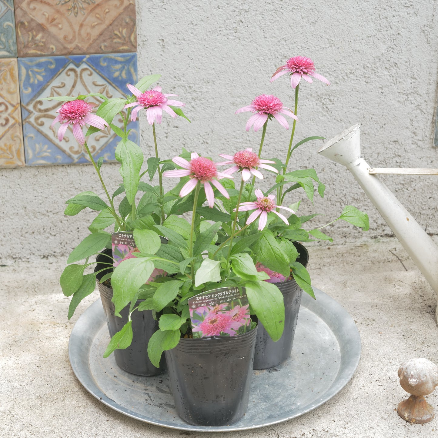 flowermagic、夏の花苗福袋！6寸巨大サンベキア入り！