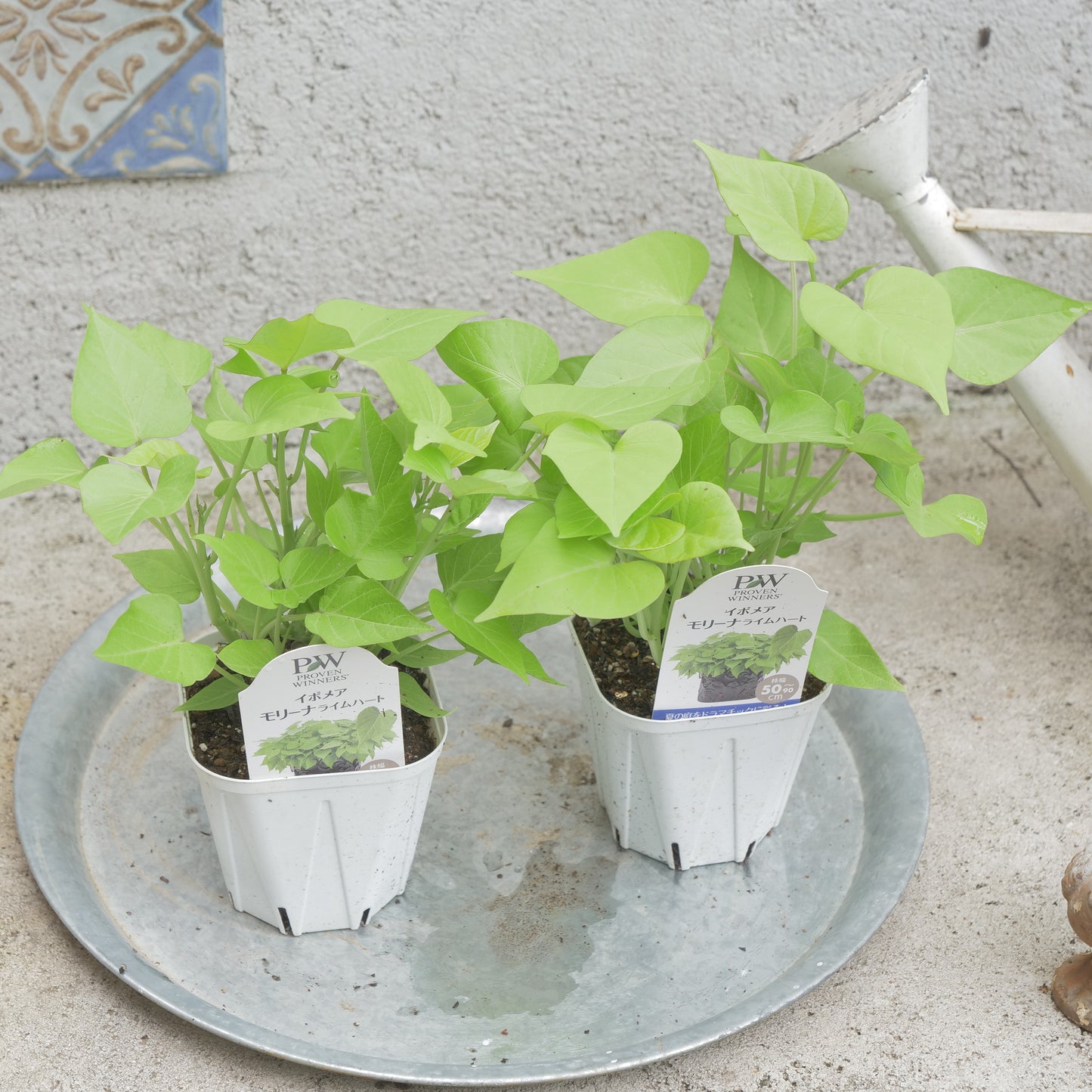 flowermagic、夏の花苗福袋！6寸巨大サンベキア入り！
