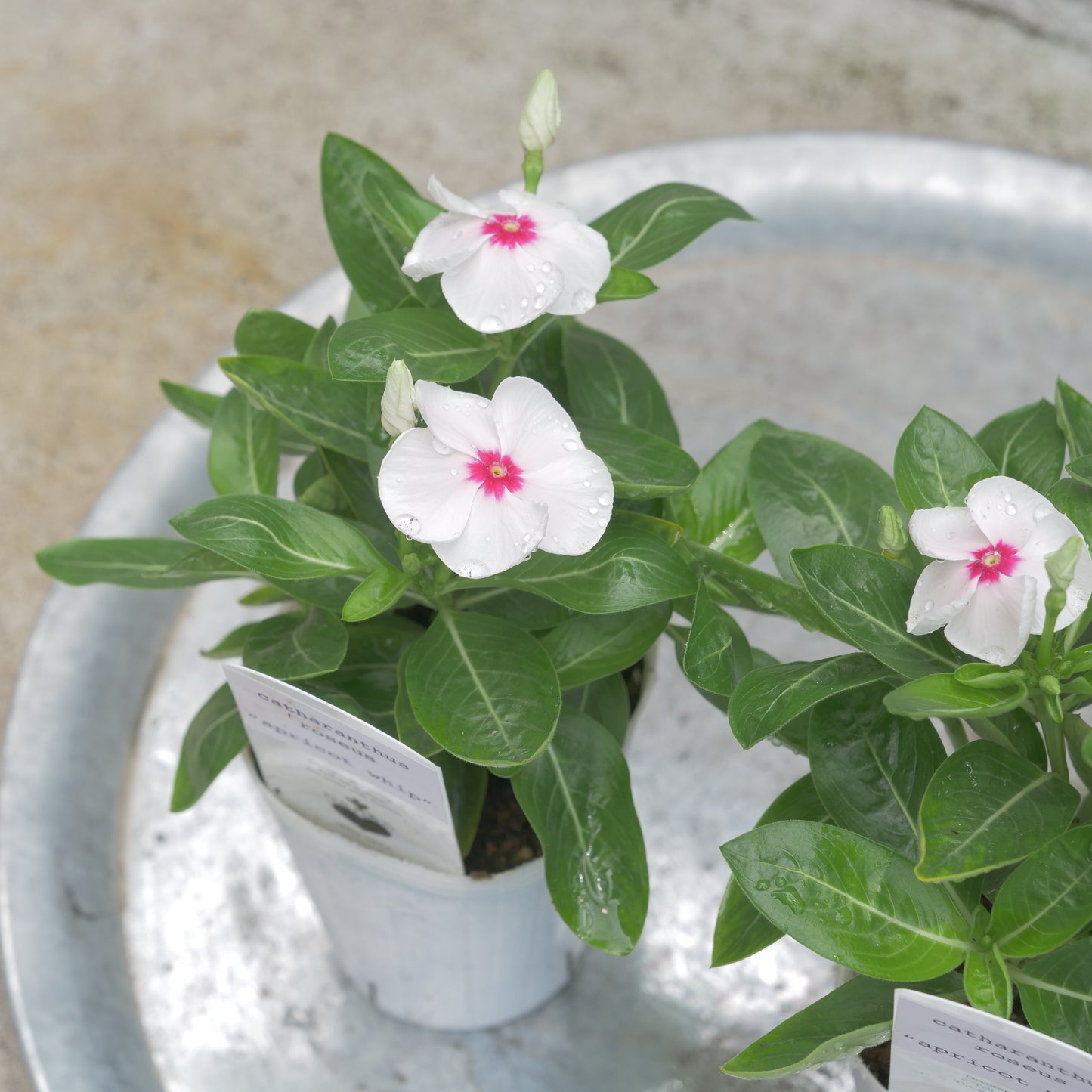 flowermagic、夏の花苗福袋！6寸巨大サンベキア入り！