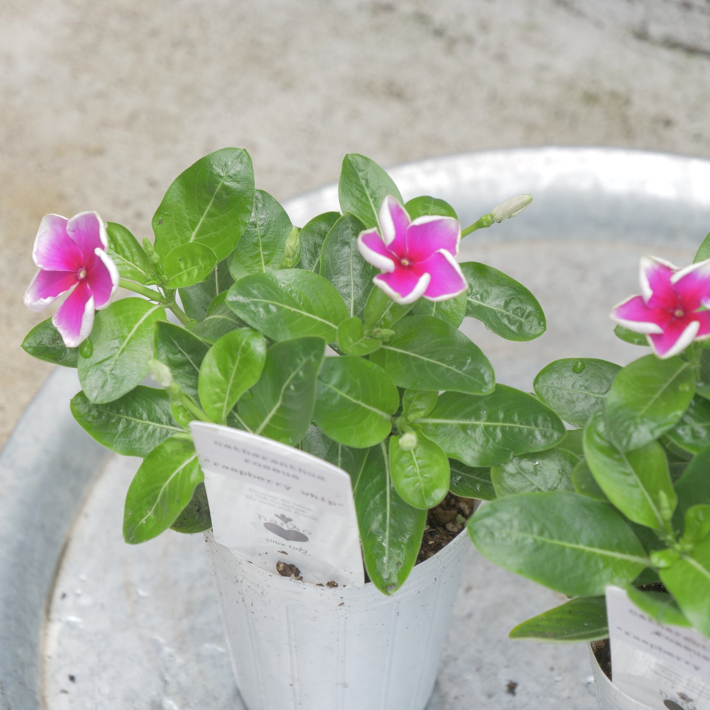 flowermagic、夏の花苗福袋！6寸巨大サンベキア入り！