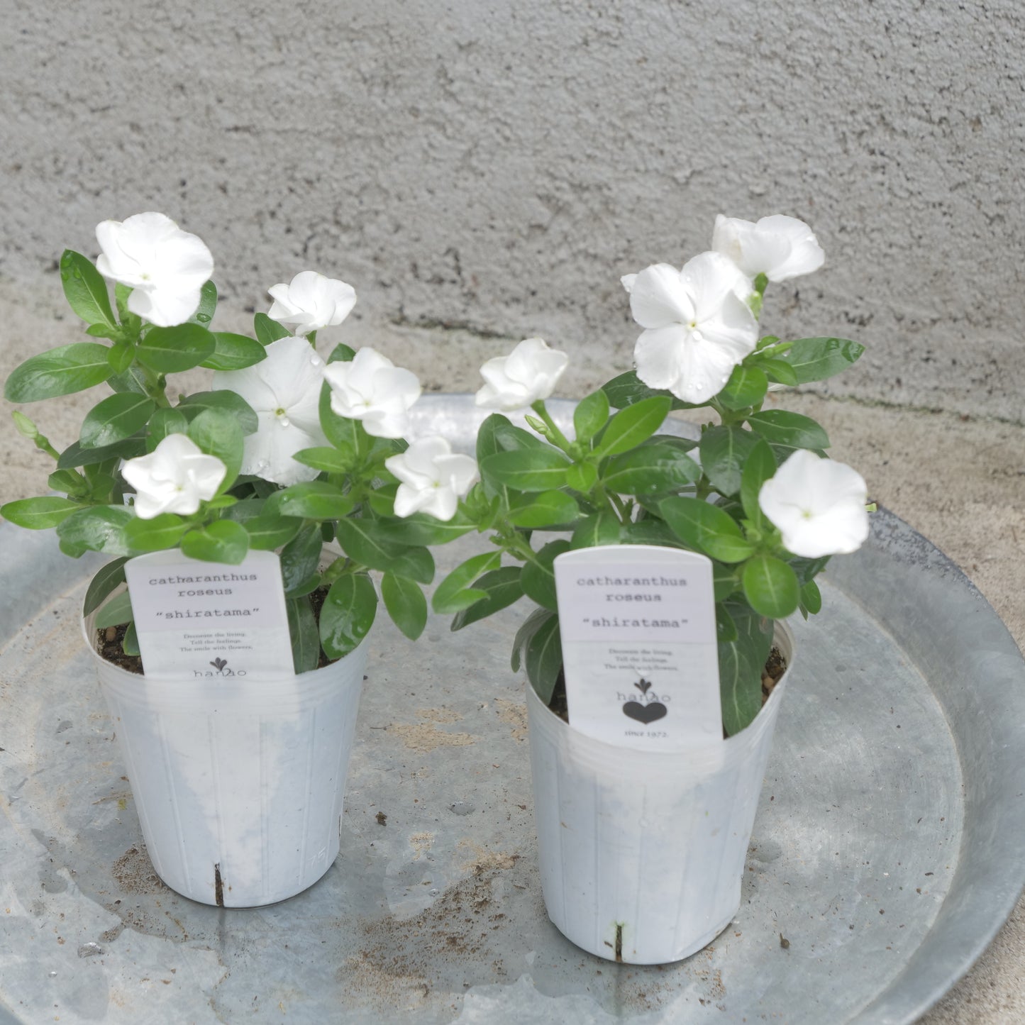 flowermagic、夏の花苗福袋！6寸巨大サンベキア入り！
