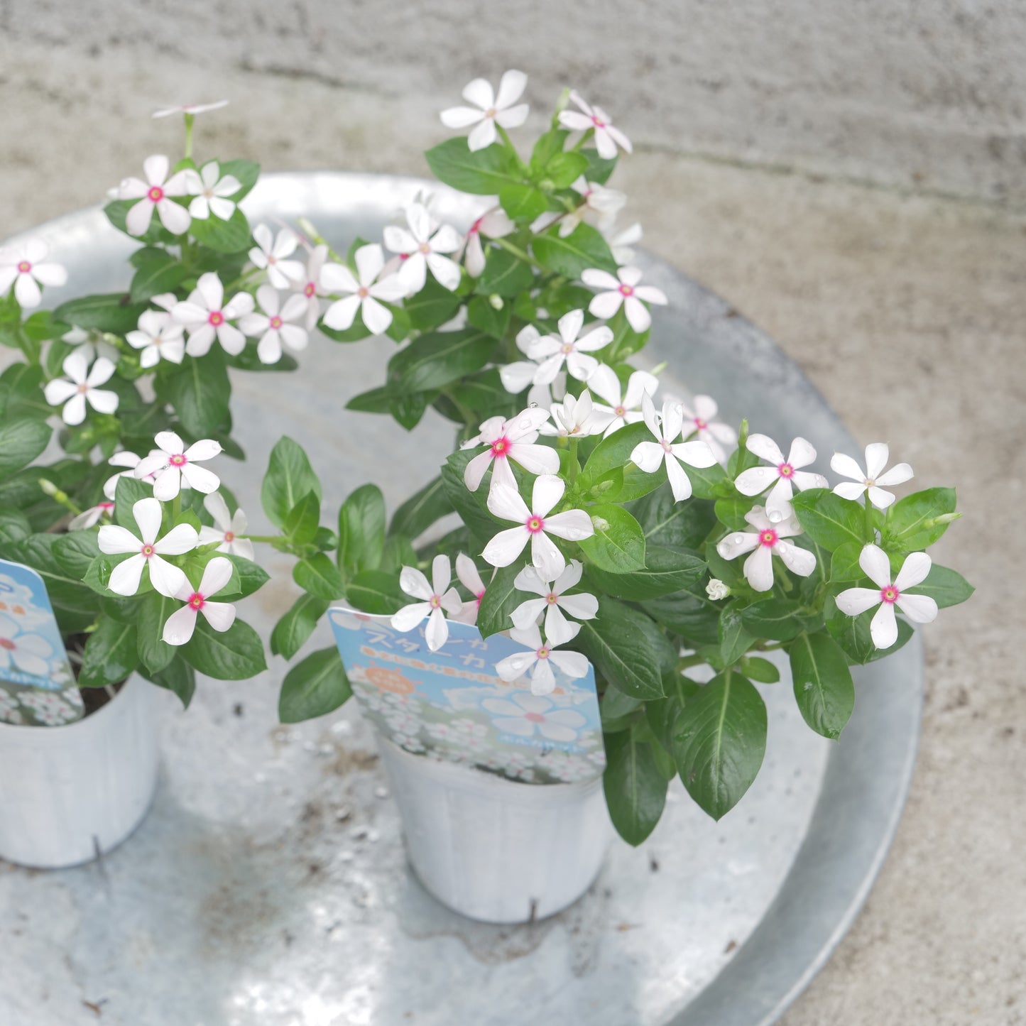flowermagic、夏の花苗福袋！6寸巨大サンベキア入り！