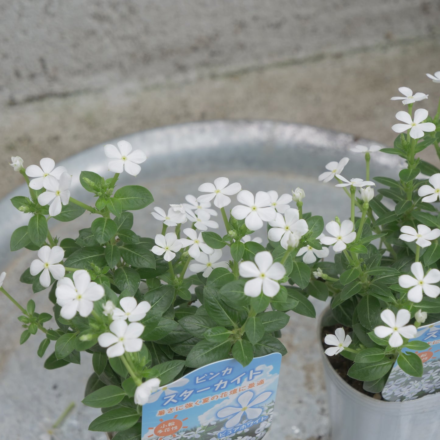 flowermagic、夏の花苗福袋！6寸巨大サンベキア入り！