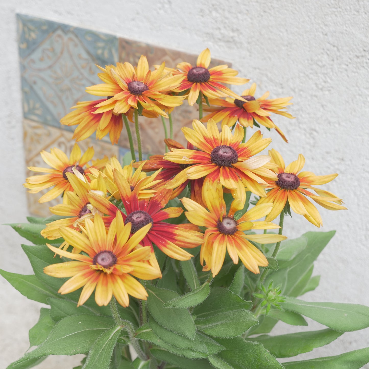 flowermagic、夏の花苗福袋！6寸巨大サンベキア入り！