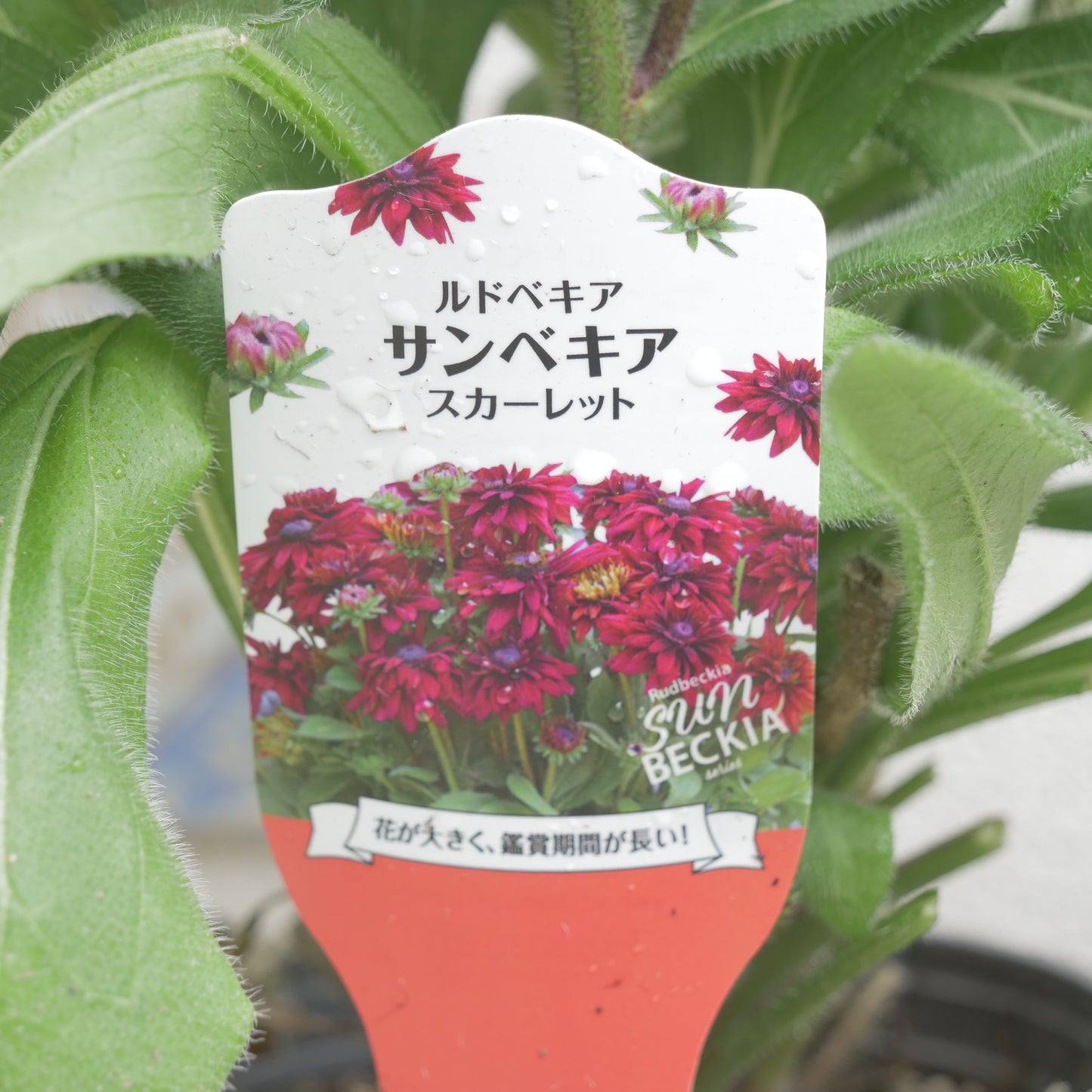 flowermagic、夏の花苗福袋！6寸巨大サンベキア入り！