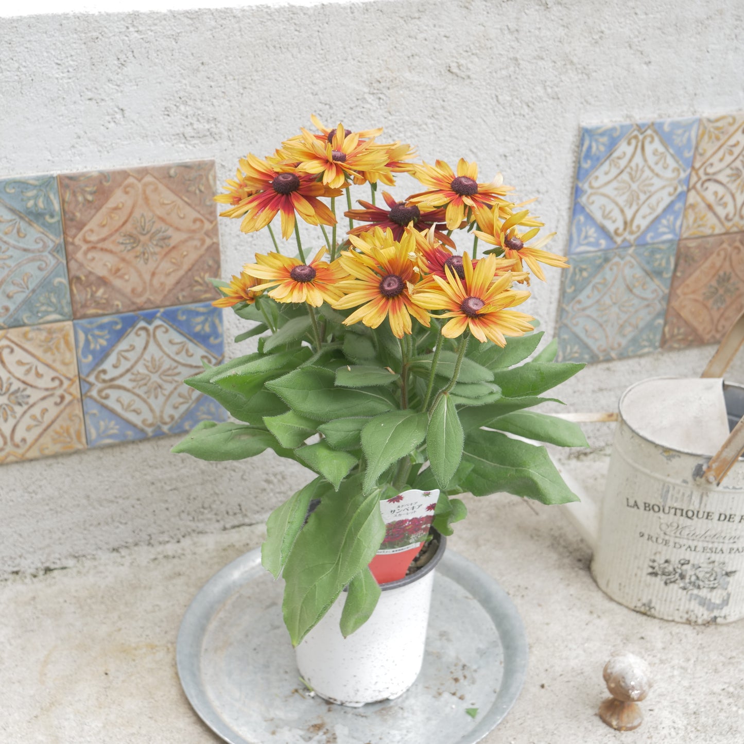 flowermagic、夏の花苗福袋！6寸巨大サンベキア入り！