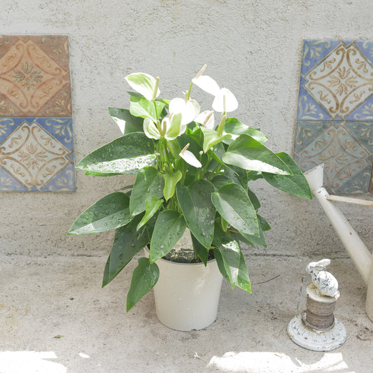 夏、室内で楽しめる。観葉植物の福袋。