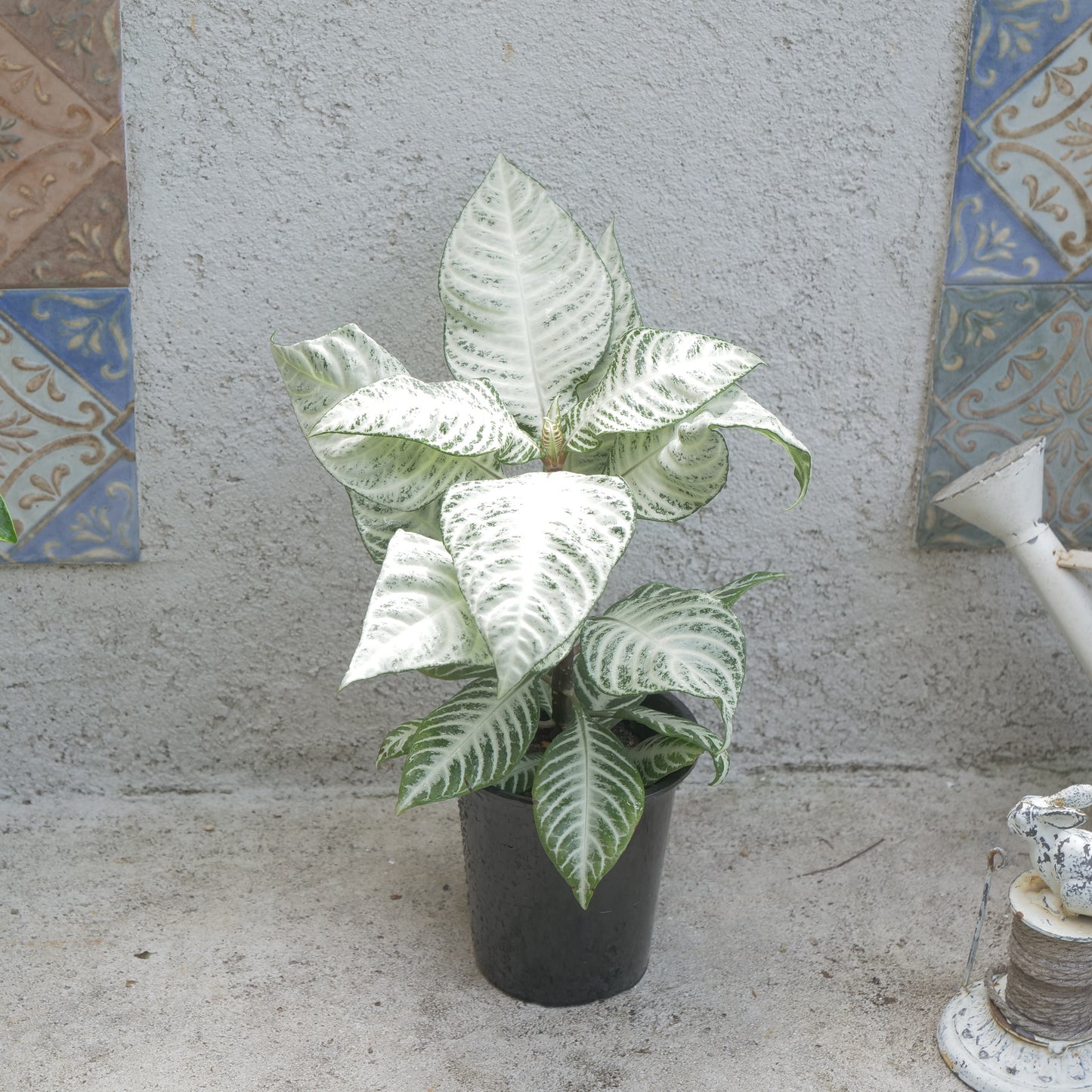 夏、室内で楽しめる。観葉植物の福袋。